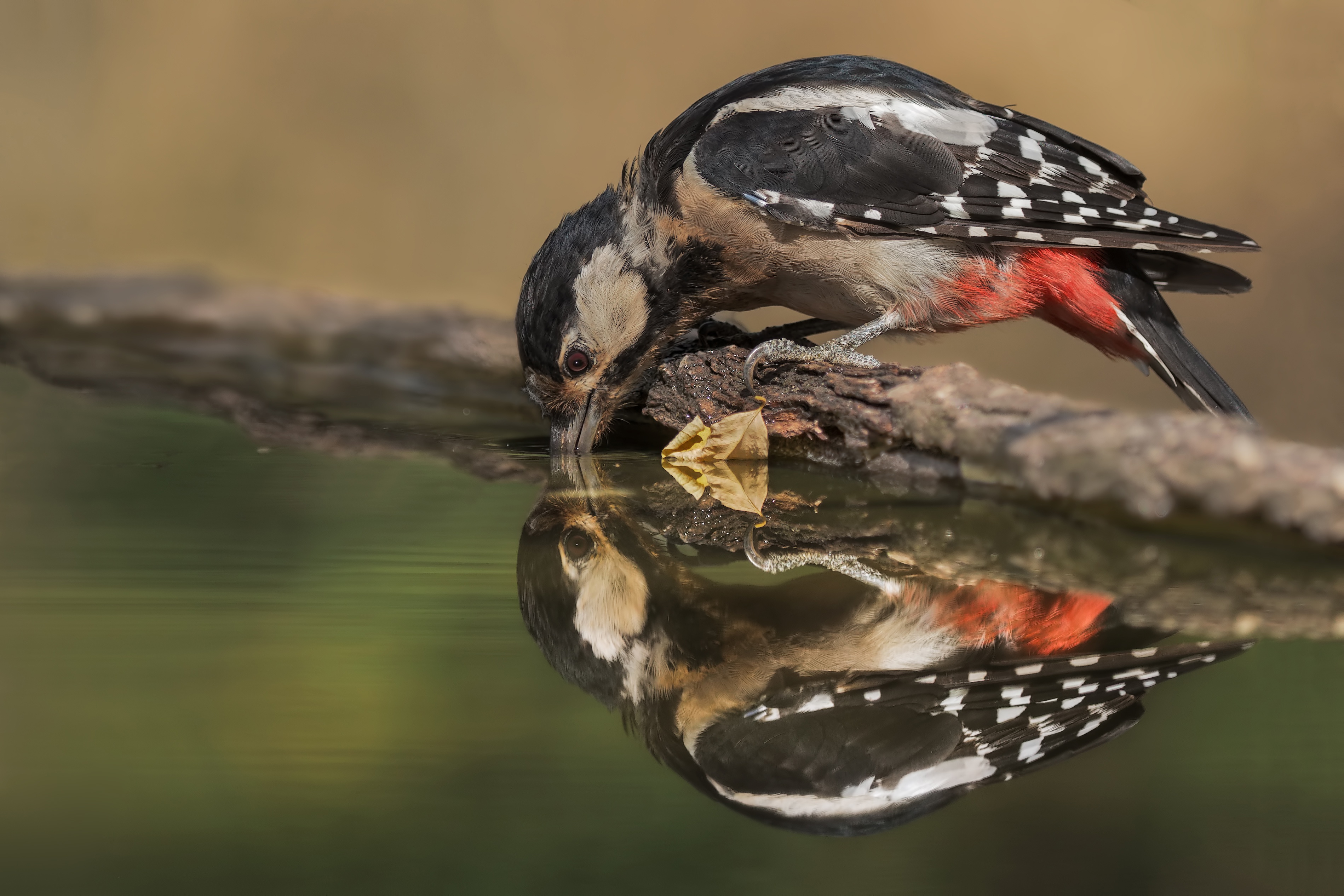 Download mobile wallpaper Birds, Reflection, Animal, Woodpecker for free.