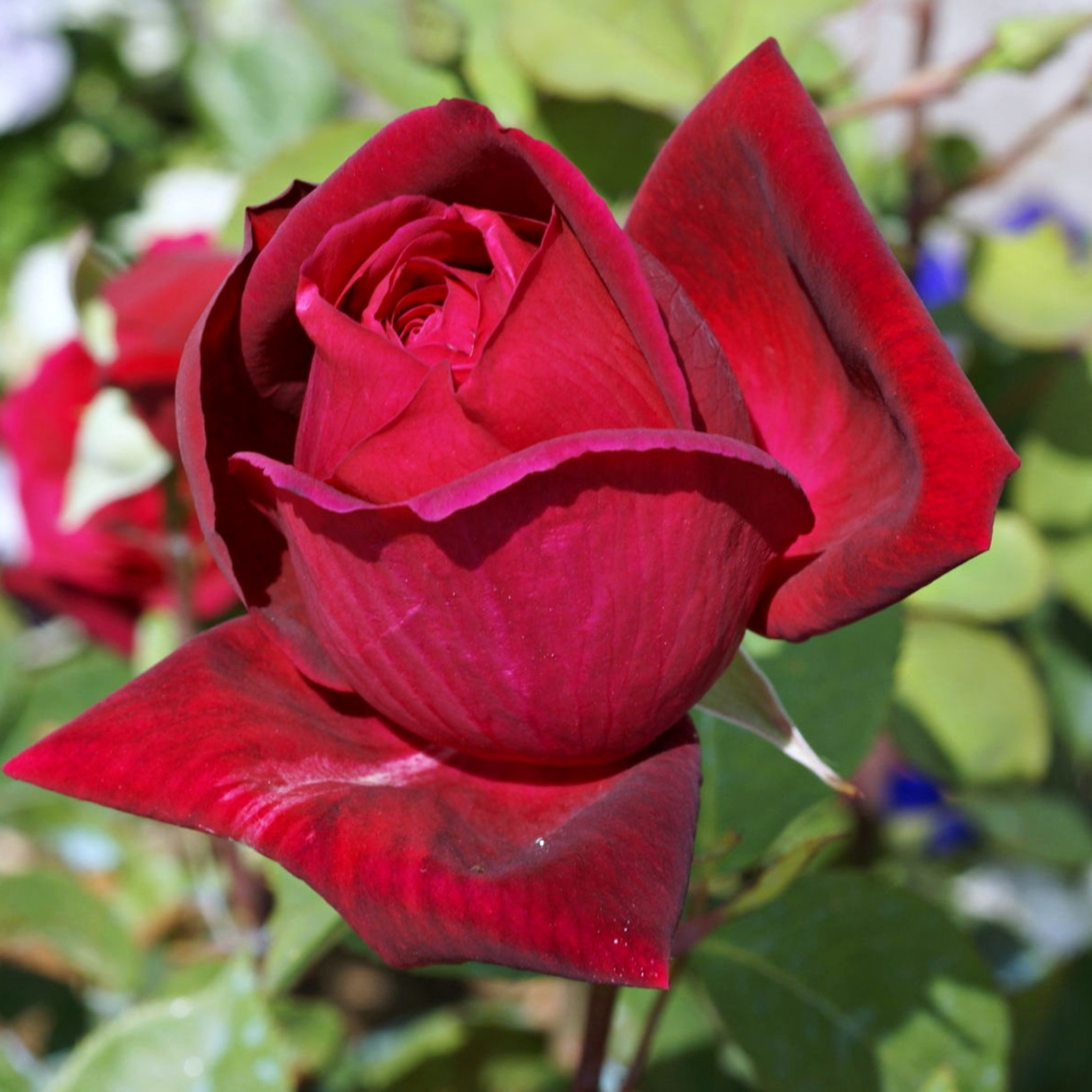 Скачати мобільні шпалери Природа, Квітка, Роза, Земля, Весна, Червона Троянда, Червона Квітка, Флауерзи безкоштовно.
