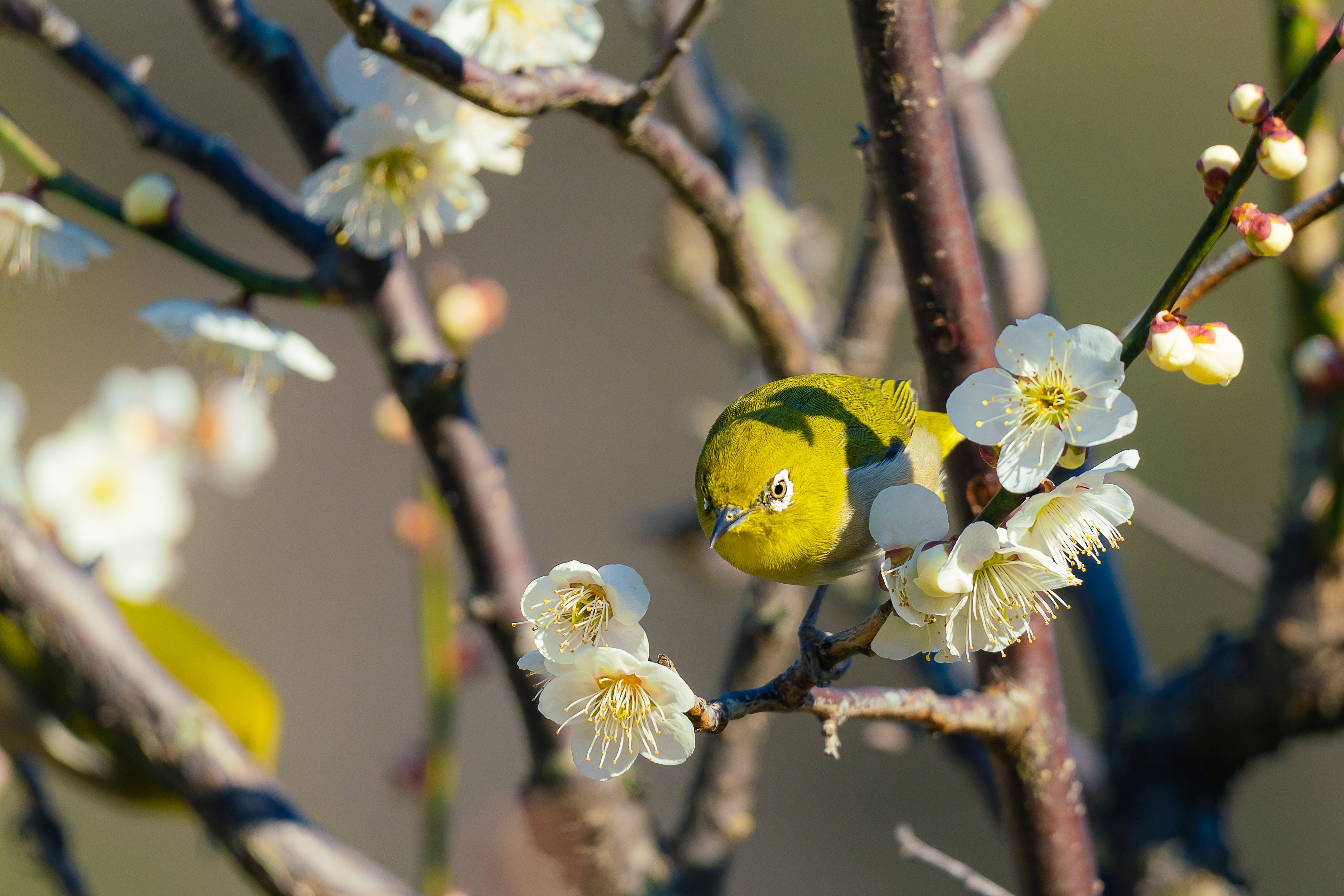 Download mobile wallpaper Birds, Flower, Bird, Animal, Blossom, Japanese White Eye, Passerine for free.
