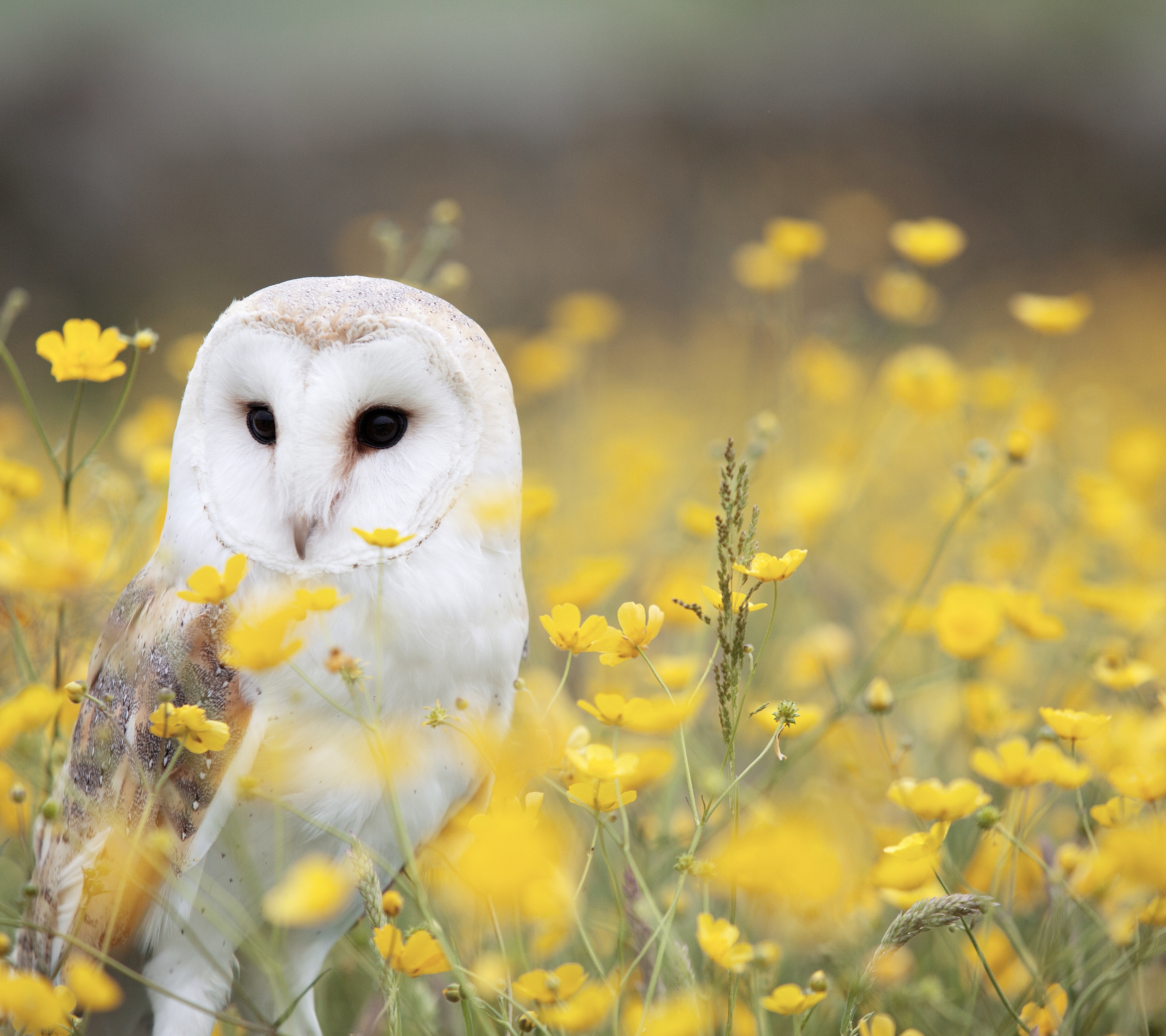 Laden Sie das Tiere, Vögel, Eule, Blume, Vogel, Gelbe Blume, Schleiereule-Bild kostenlos auf Ihren PC-Desktop herunter