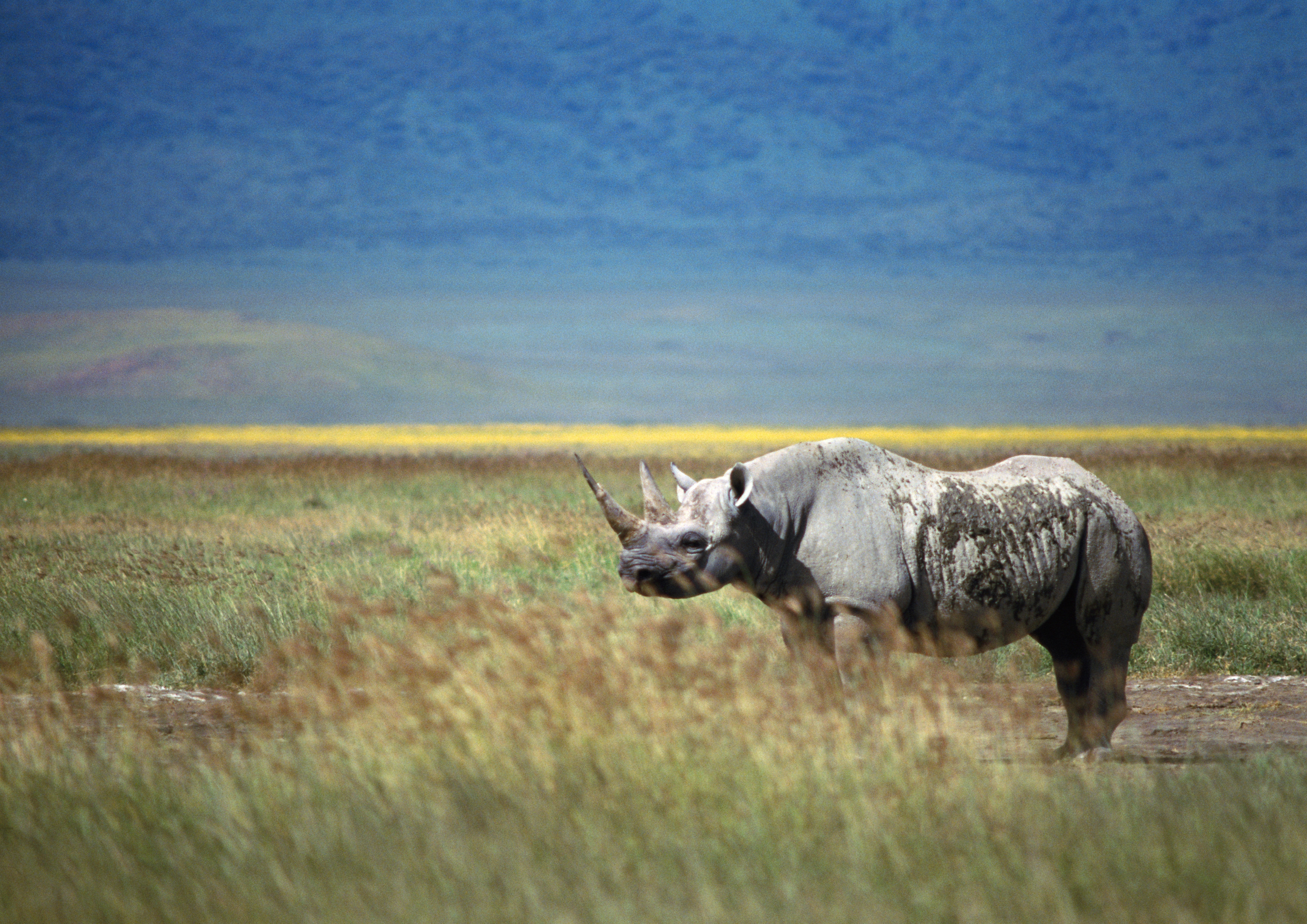 124420 скачать обои носорог, животные, трава, прогулка, рог - заставки и картинки бесплатно