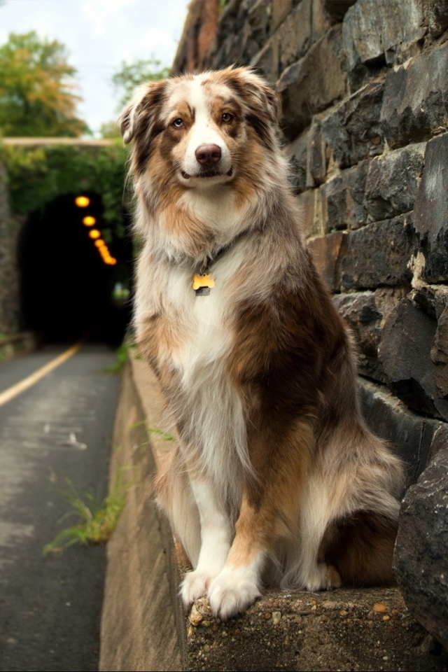 Handy-Wallpaper Tiere, Hunde, Hund kostenlos herunterladen.