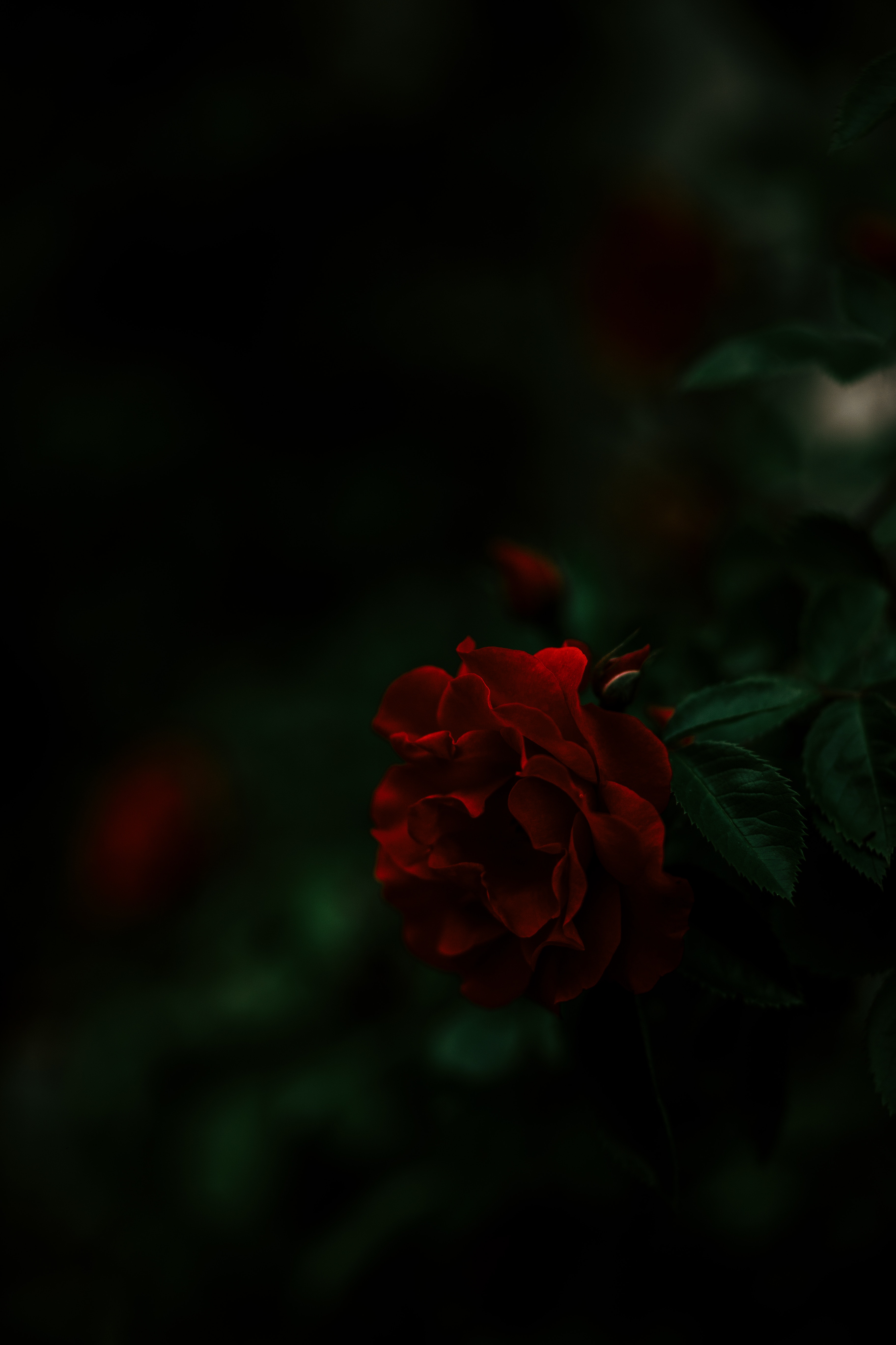 Free download wallpaper Bush, Dark, Rose Flower, Rose on your PC desktop