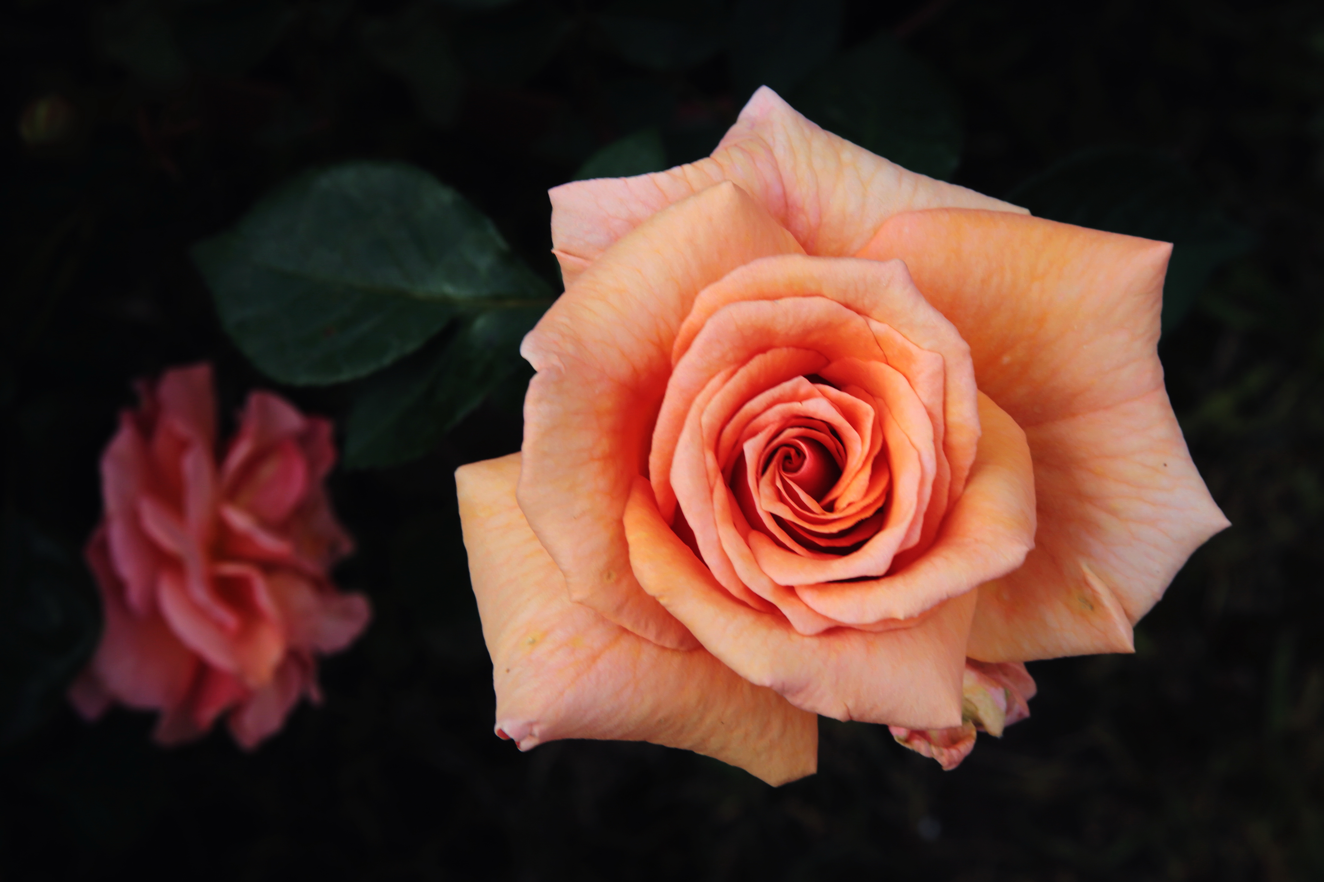 Скачать картинку Цветок, Роза, Земля/природа, Персиковый Цветок, Флауэрсы в телефон бесплатно.