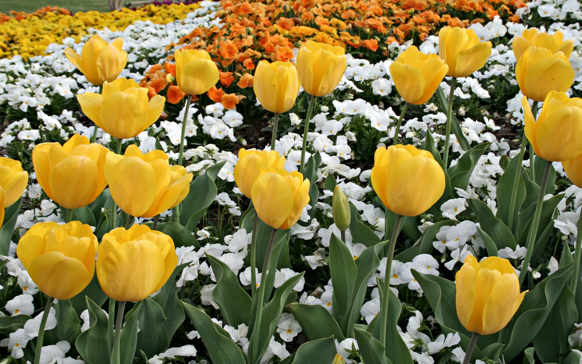 Handy-Wallpaper Blumen, Tulpen, Pflanzen, Hintergrund kostenlos herunterladen.