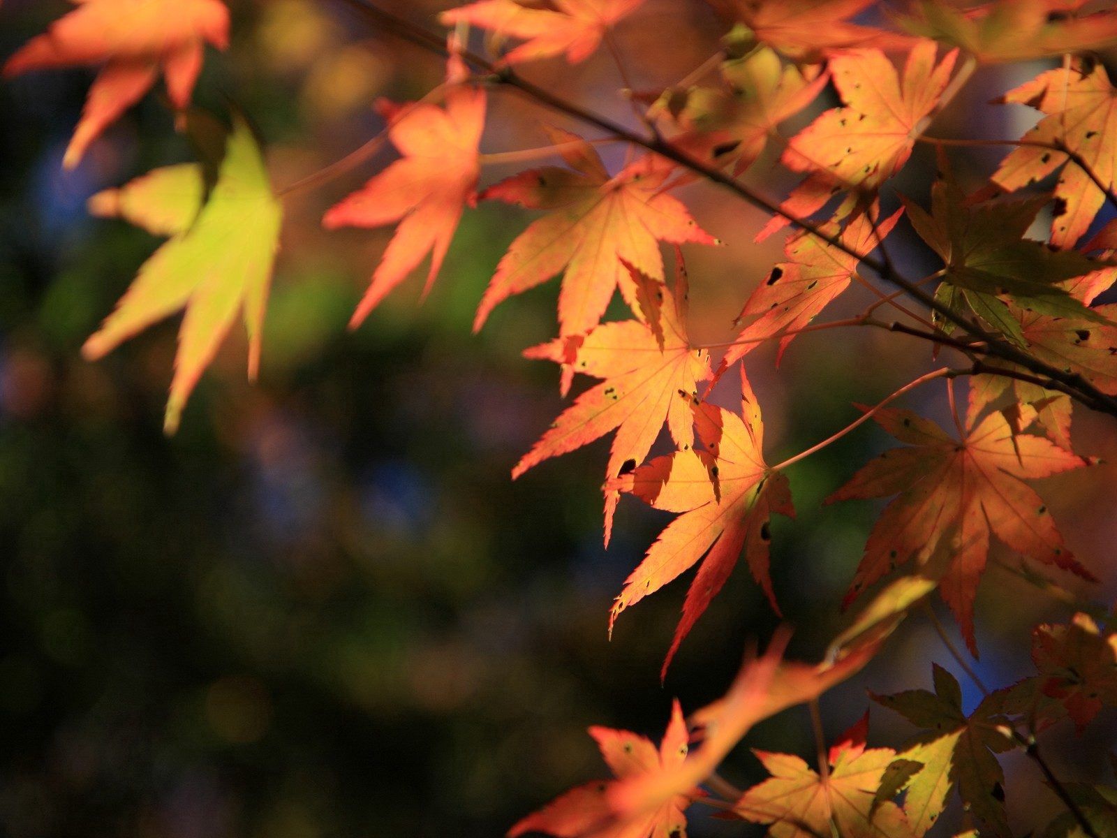 Handy-Wallpaper Herbst, Natur, Baum, Holz, Blätter kostenlos herunterladen.