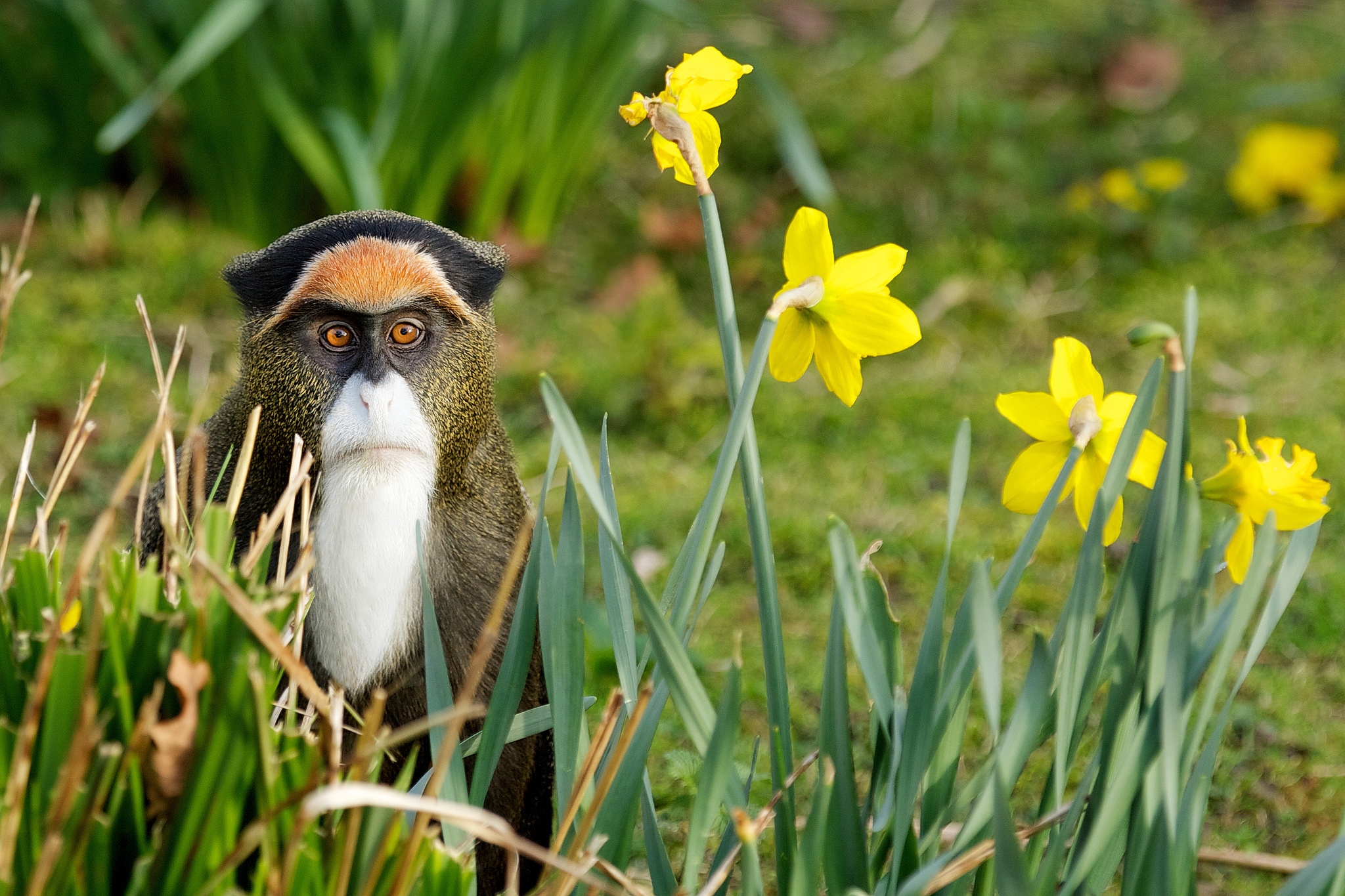 Download mobile wallpaper Grass, Animals, Flowers, Nature, Monkey for free.