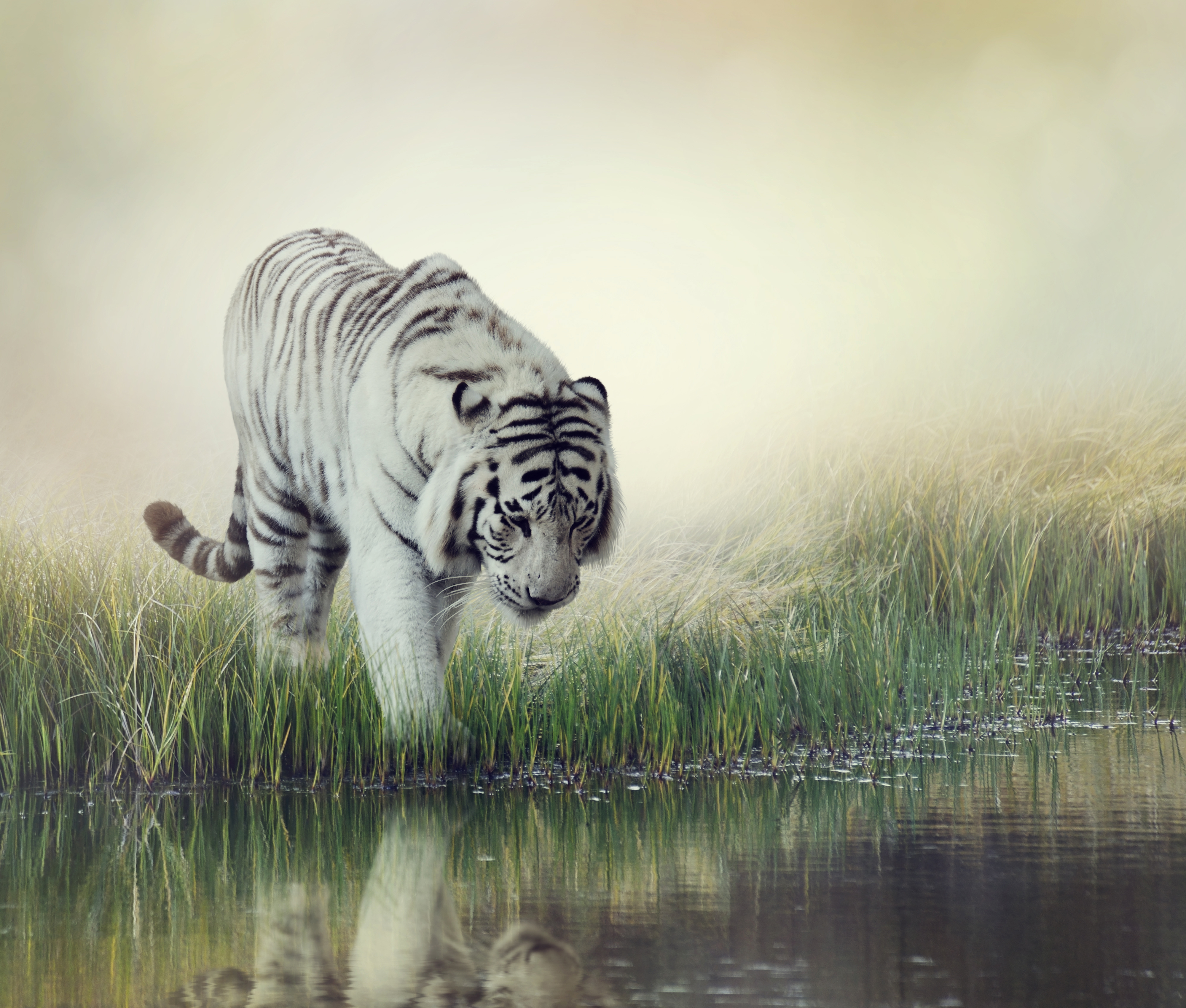 Handy-Wallpaper Tiere, Katzen, Tiger, Weißer Tiger, Spiegelung kostenlos herunterladen.