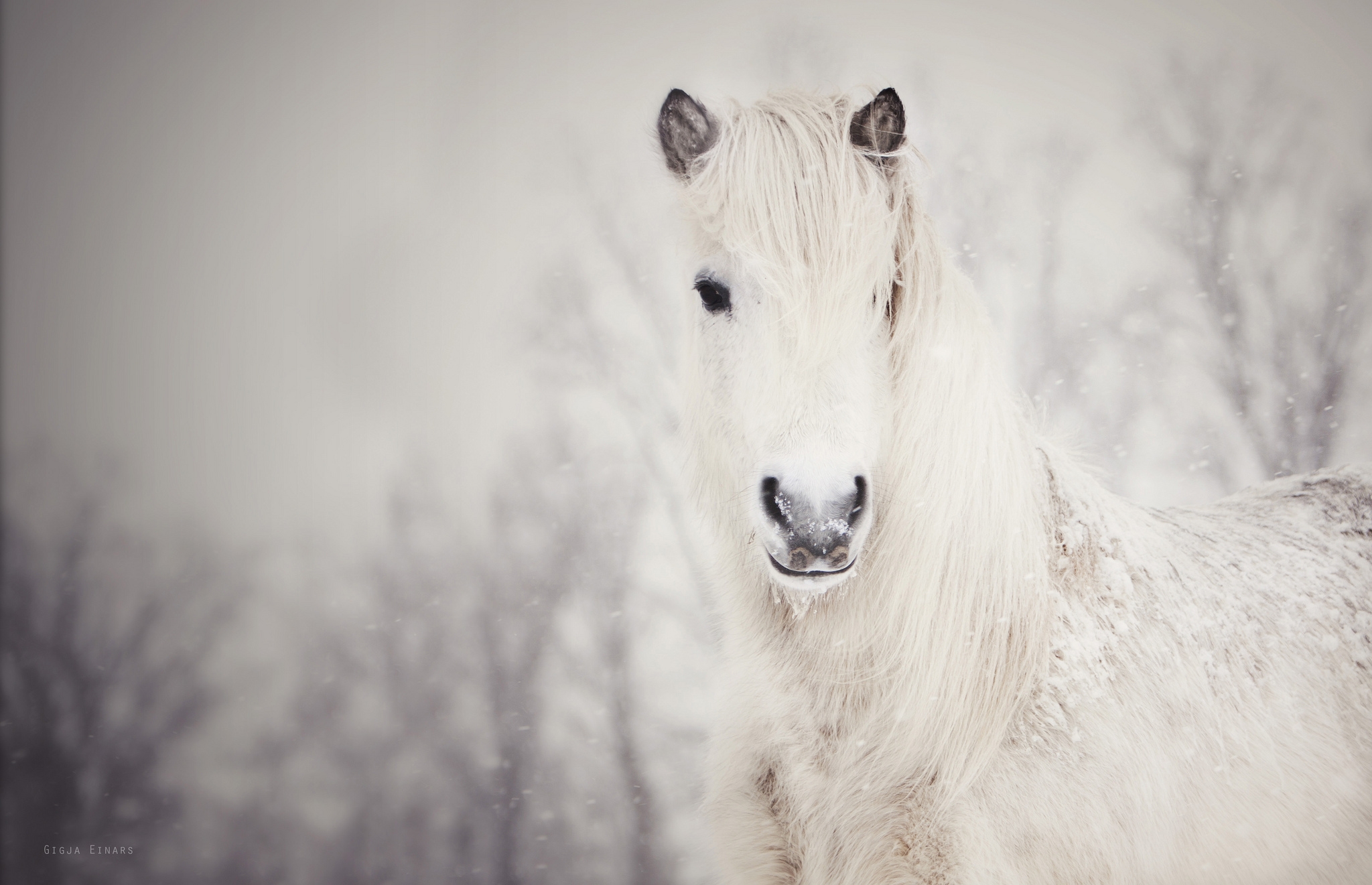 133731 скачать обои животные, снег, лошадь, белая, снежная - заставки и картинки бесплатно