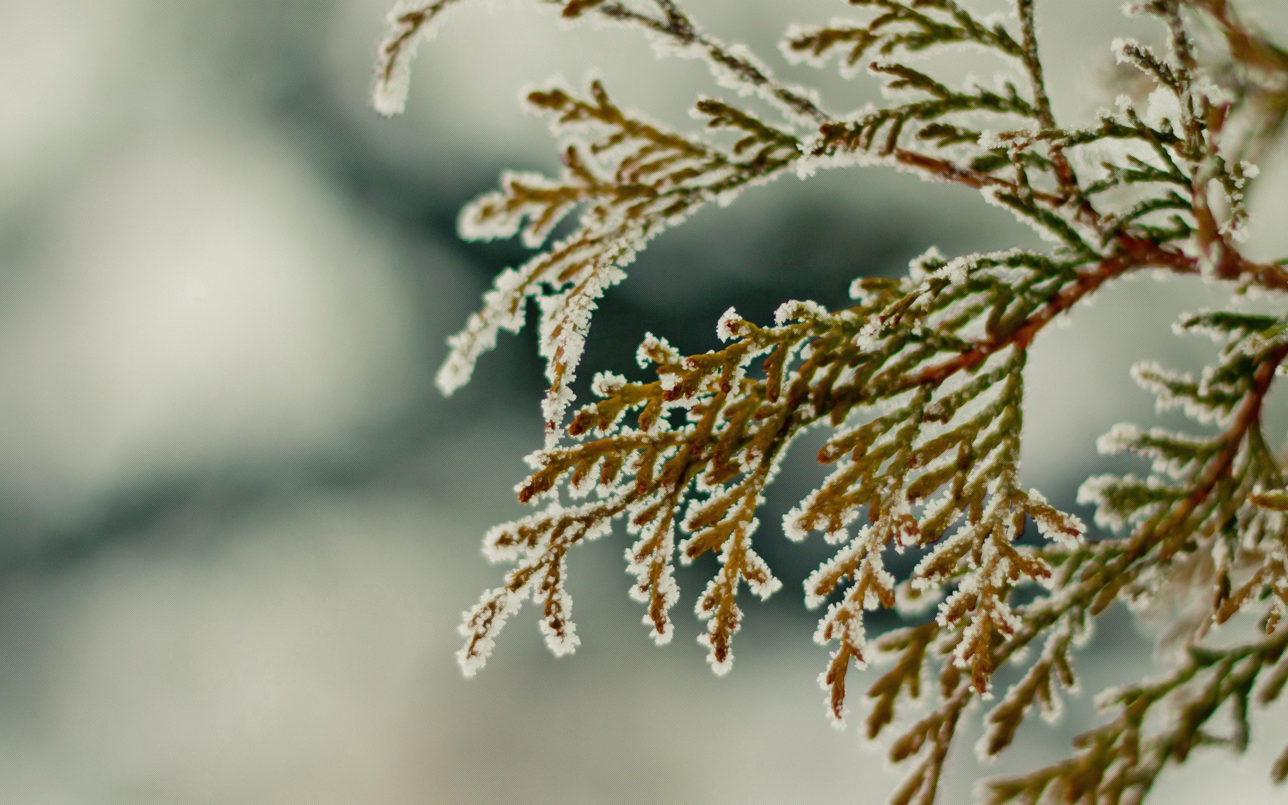 Скачать картинку Снежинки, Снег, Зеленый, Листья, Макро в телефон бесплатно.