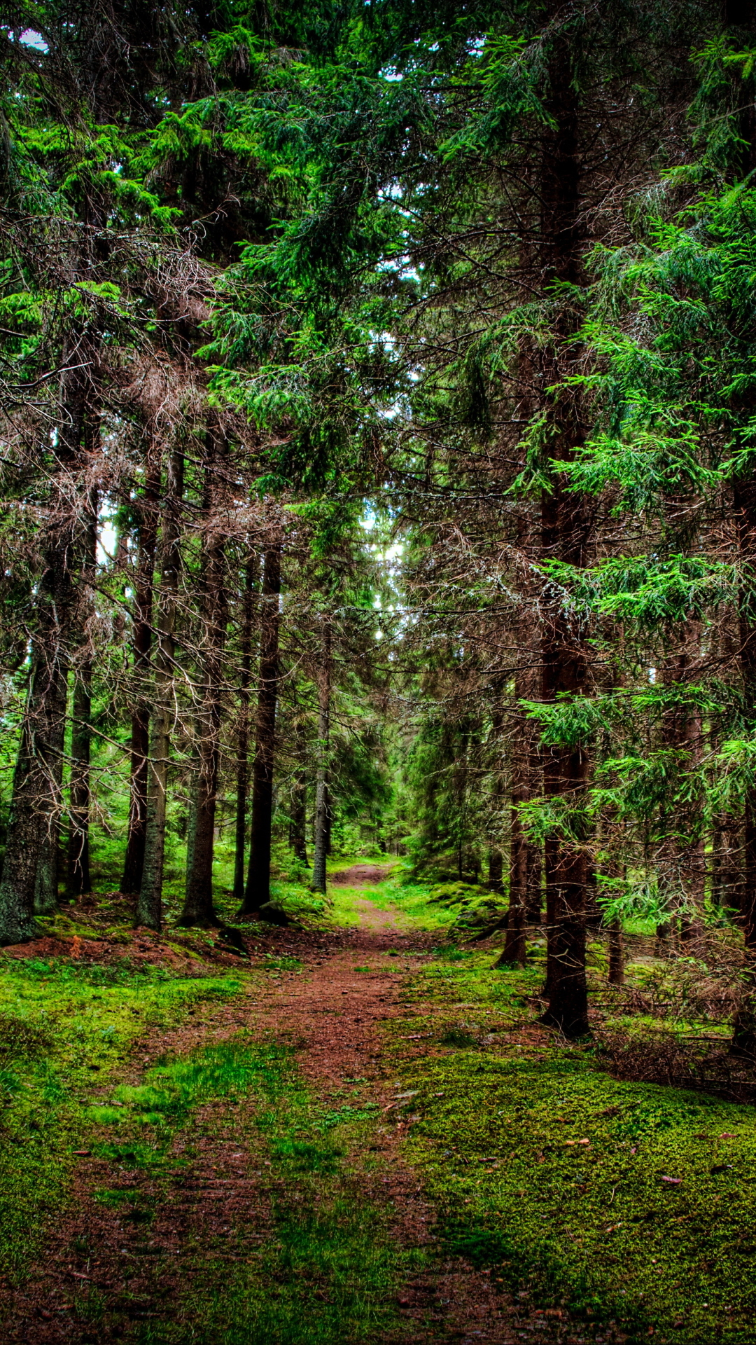 Download mobile wallpaper Forest, Tree, Earth, Path for free.