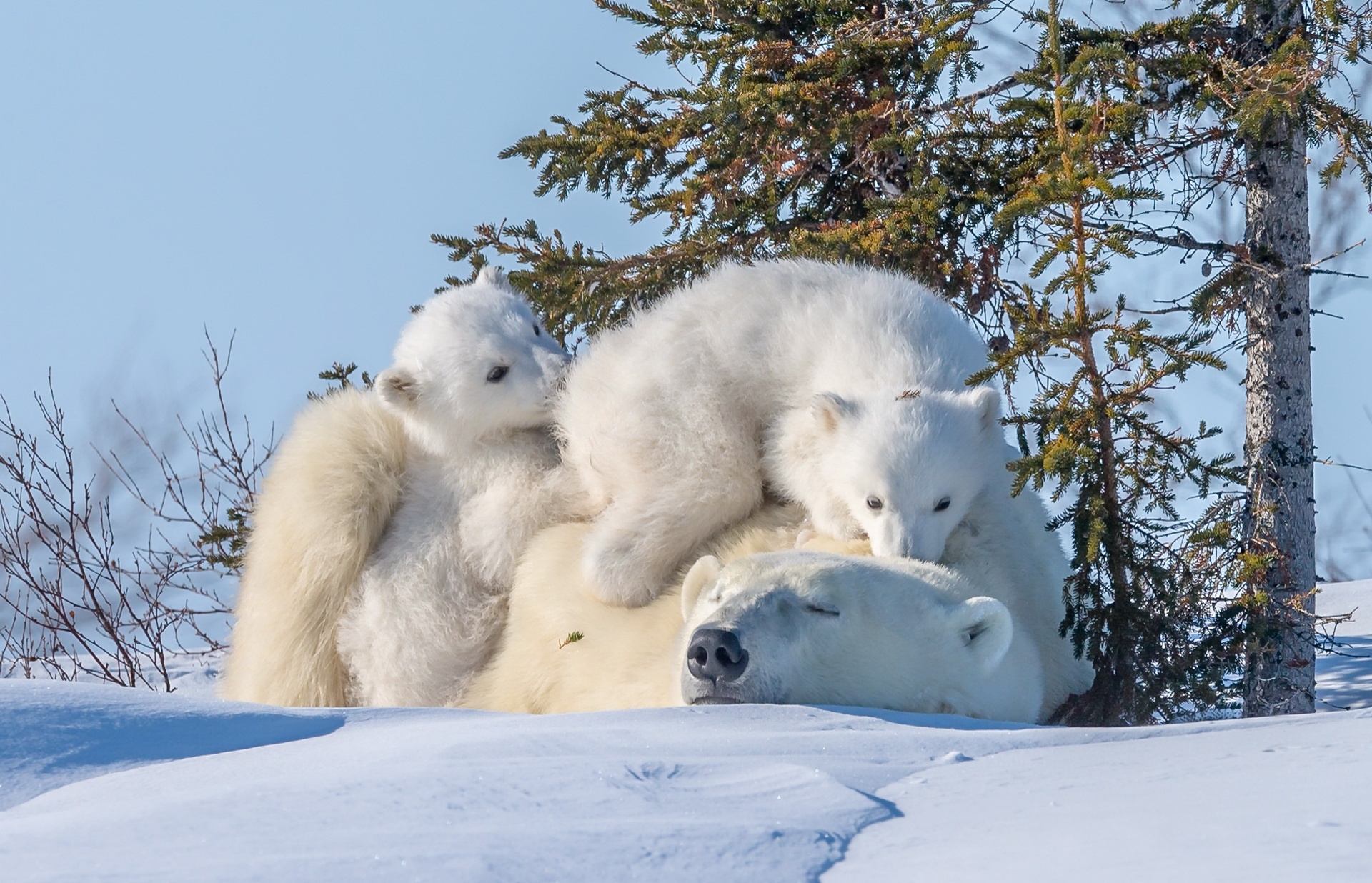 Download mobile wallpaper Winter, Bears, Animal, Polar Bear, Baby Animal, Cub for free.