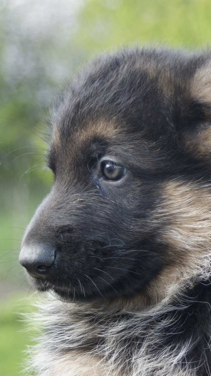 Descarga gratuita de fondo de pantalla para móvil de Animales, Perros, Perro, Bozal, Cachorro, Pastor Alemán, Bebe Animal.