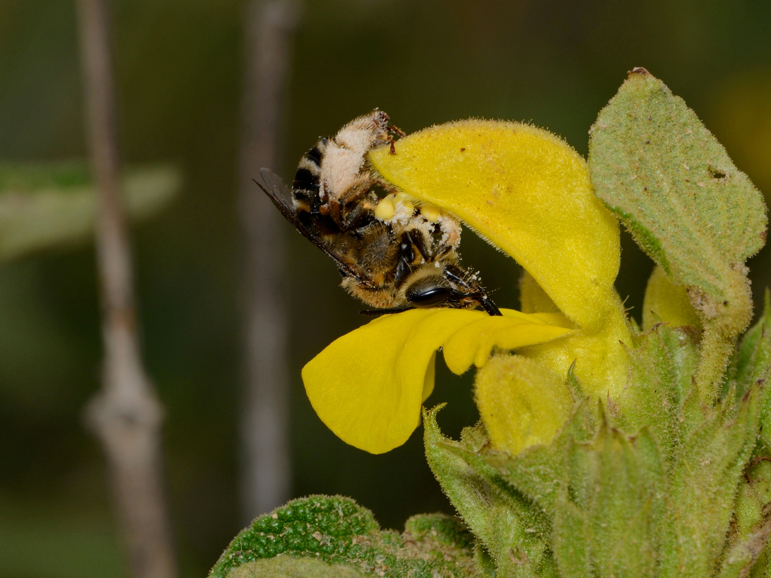 Free download wallpaper Flower, Bee, Animal on your PC desktop