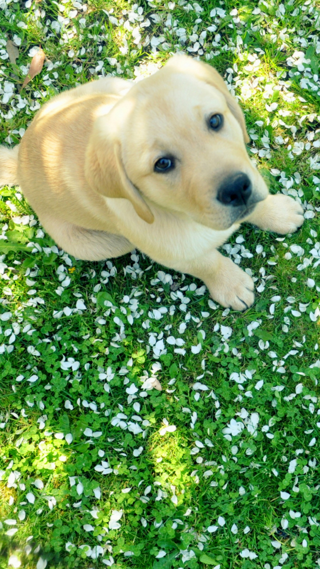 Download mobile wallpaper Dogs, Dog, Animal, Puppy, Labrador Retriever for free.