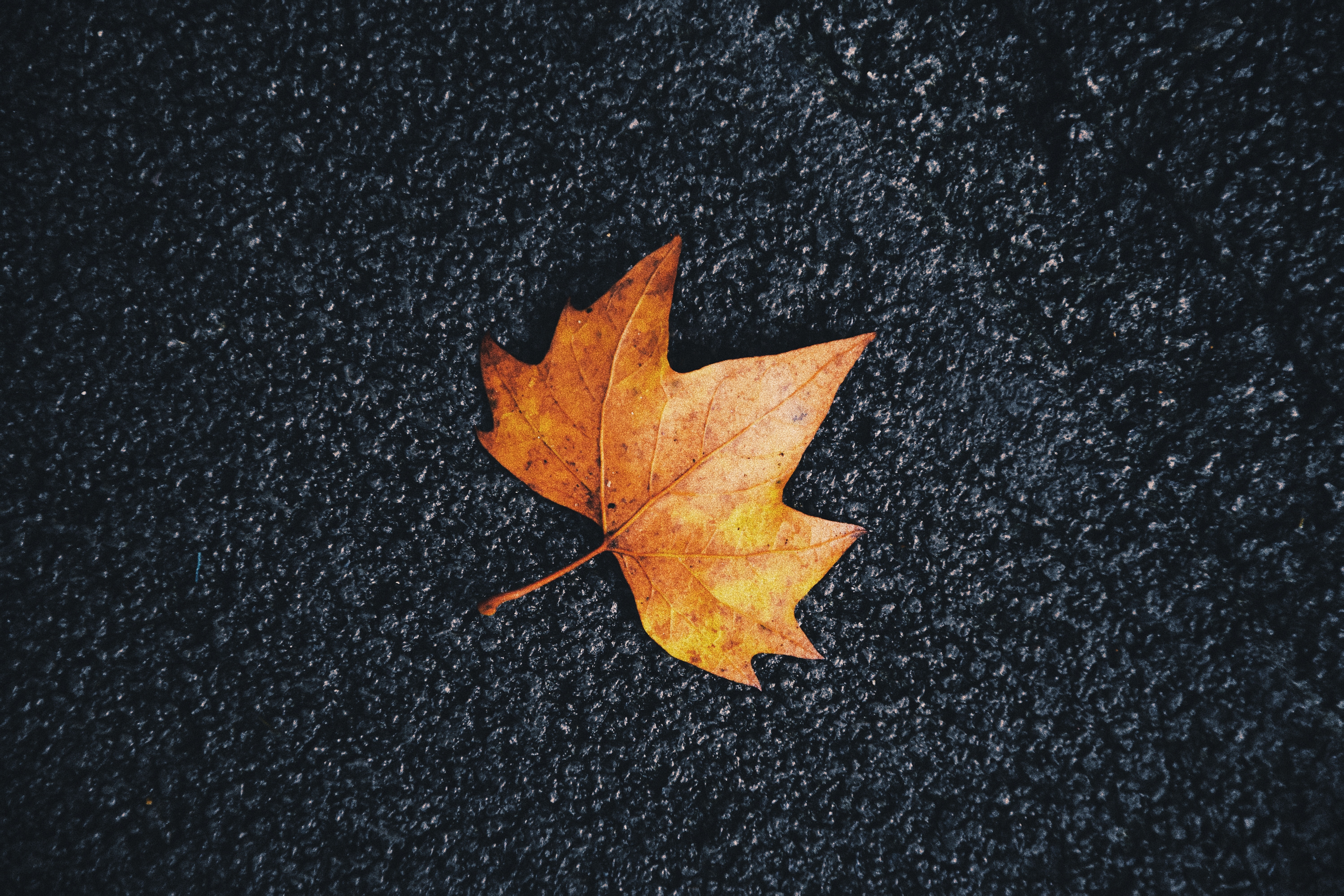 maple, autumn, macro, sheet, leaf, veins HD wallpaper