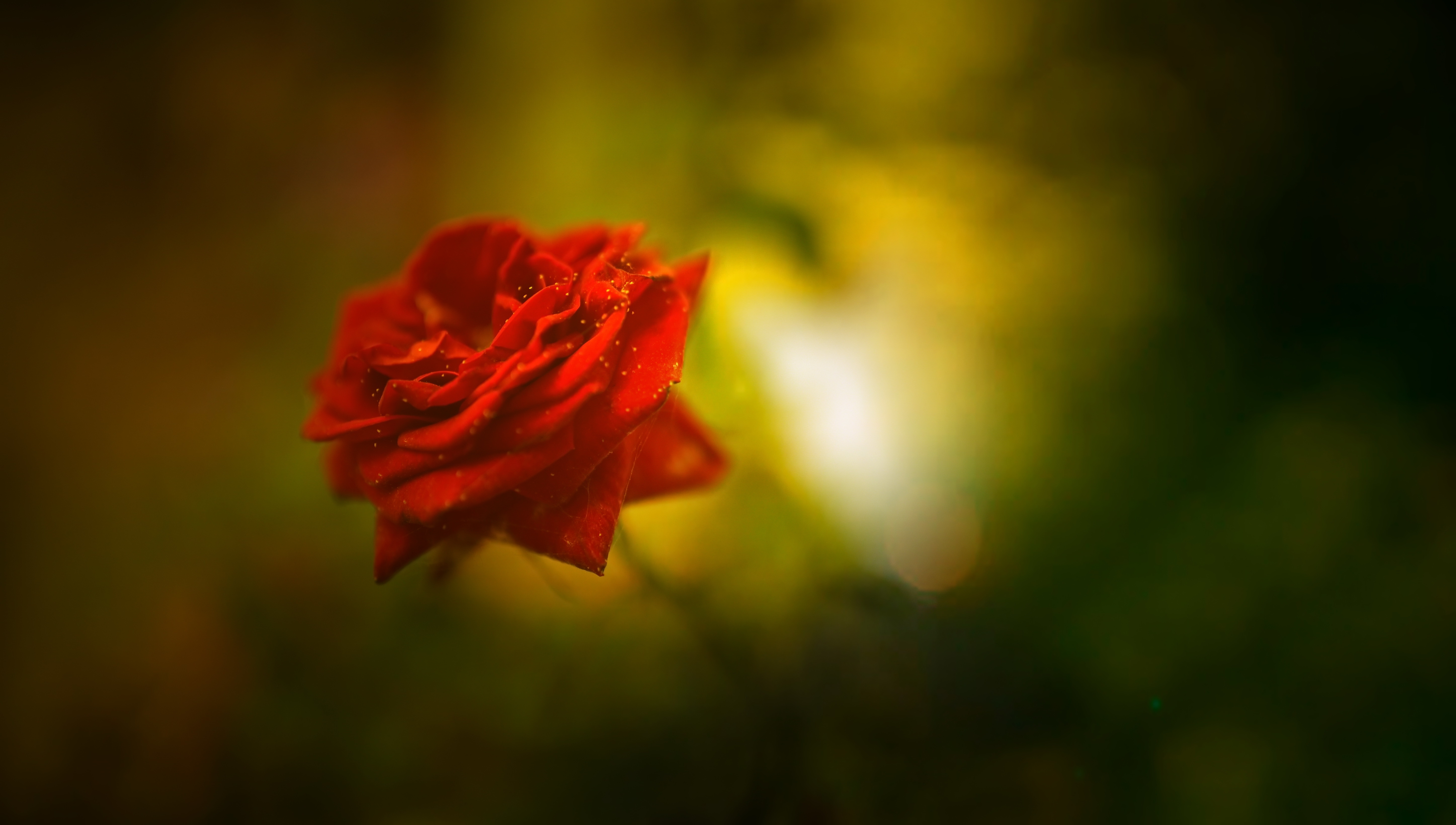 Descarga gratis la imagen Flores, Rosa, Flor, Bokeh, Rosa Roja, Flor Roja, Tierra/naturaleza en el escritorio de tu PC