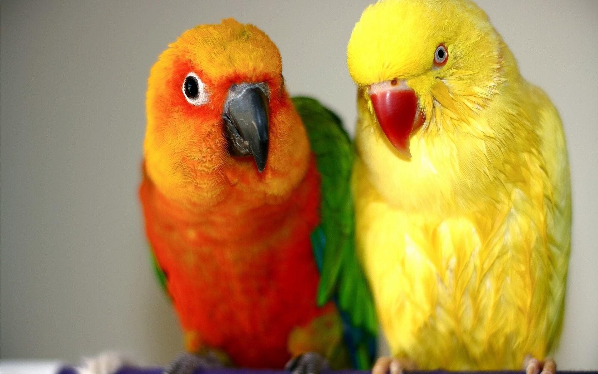 Laden Sie das Tiere, Papagei-Bild kostenlos auf Ihren PC-Desktop herunter