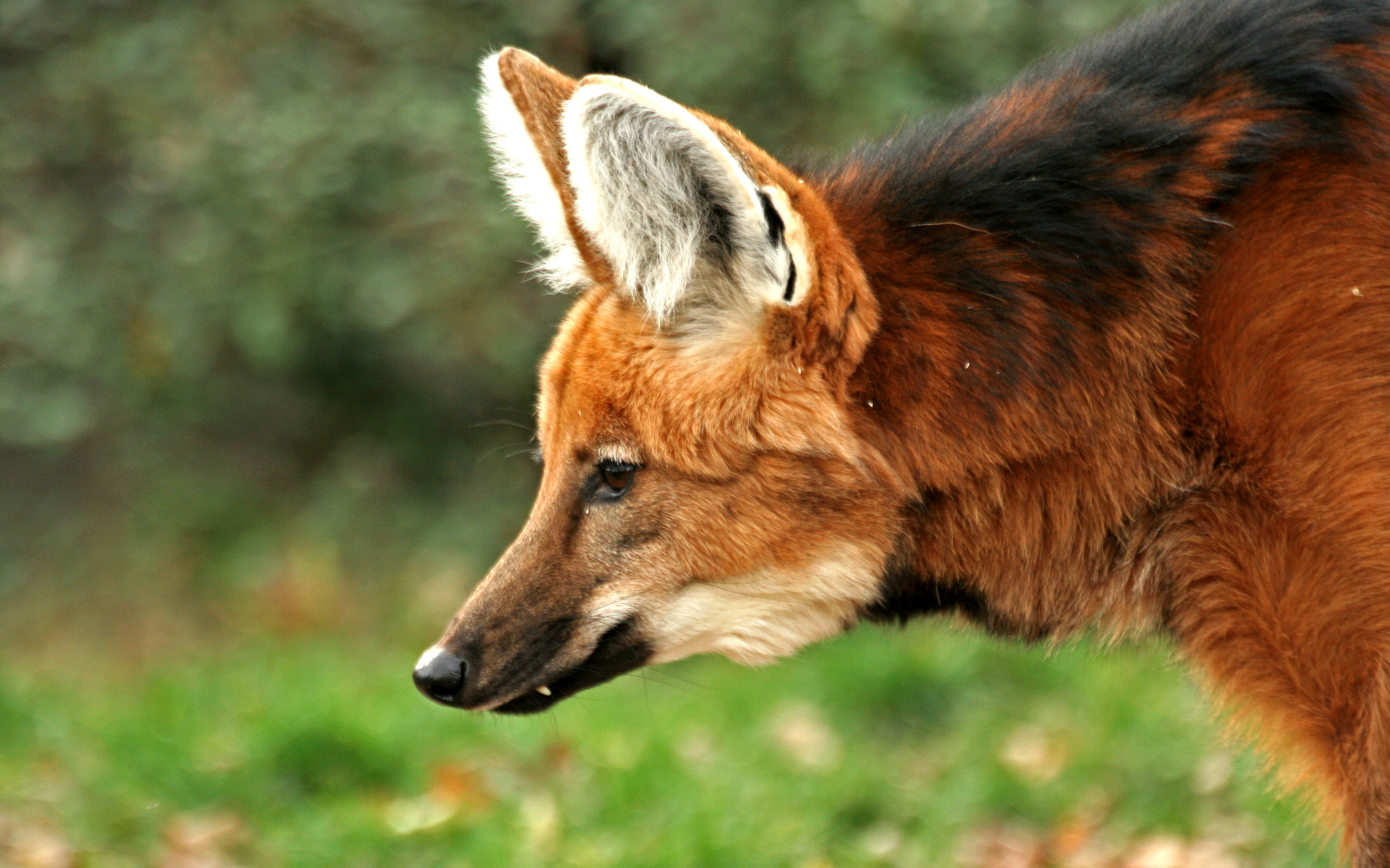 Baixar papéis de parede de desktop Lobo Guará HD