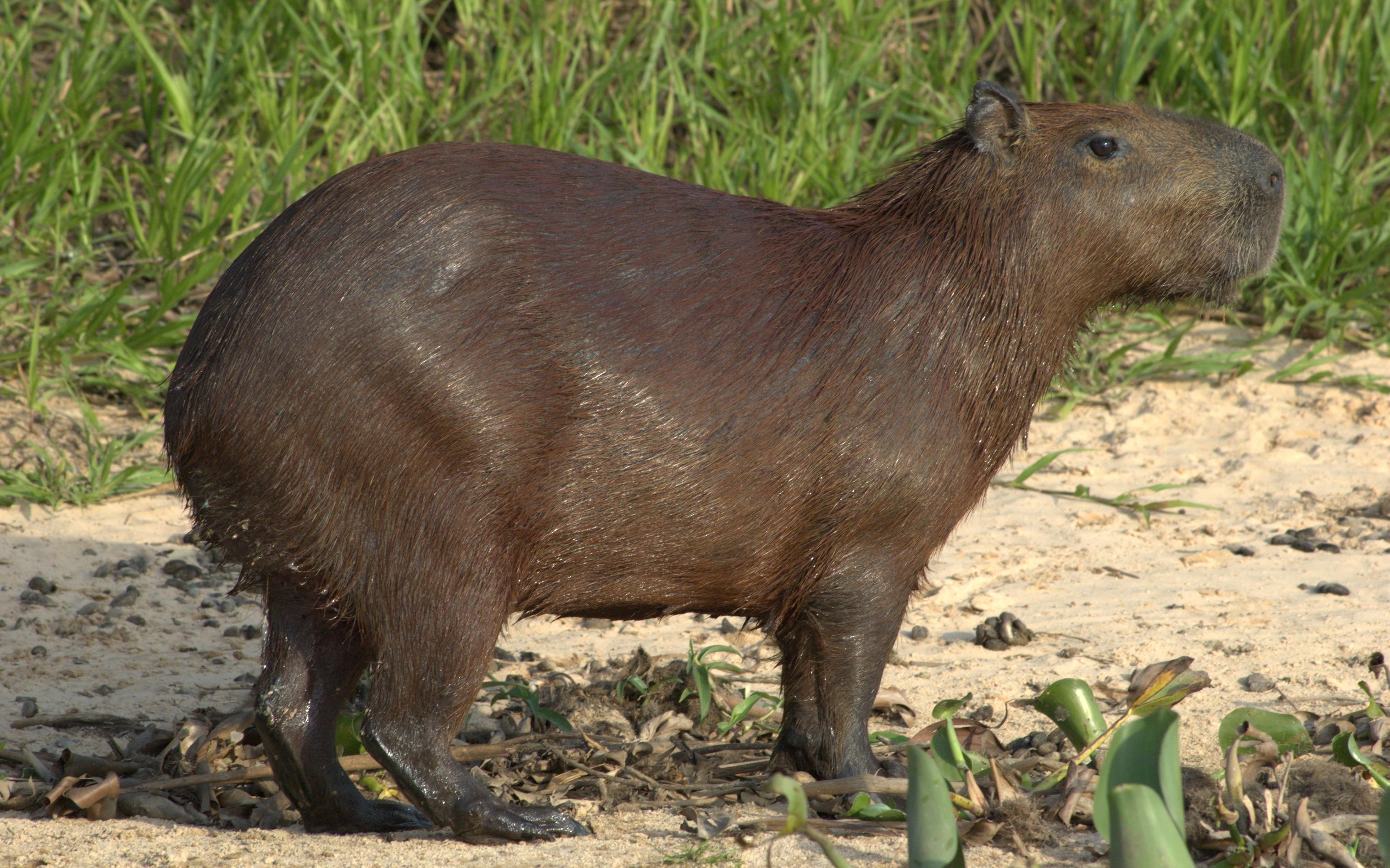 590992 télécharger le fond d'écran animaux, capybara - économiseurs d'écran et images gratuitement