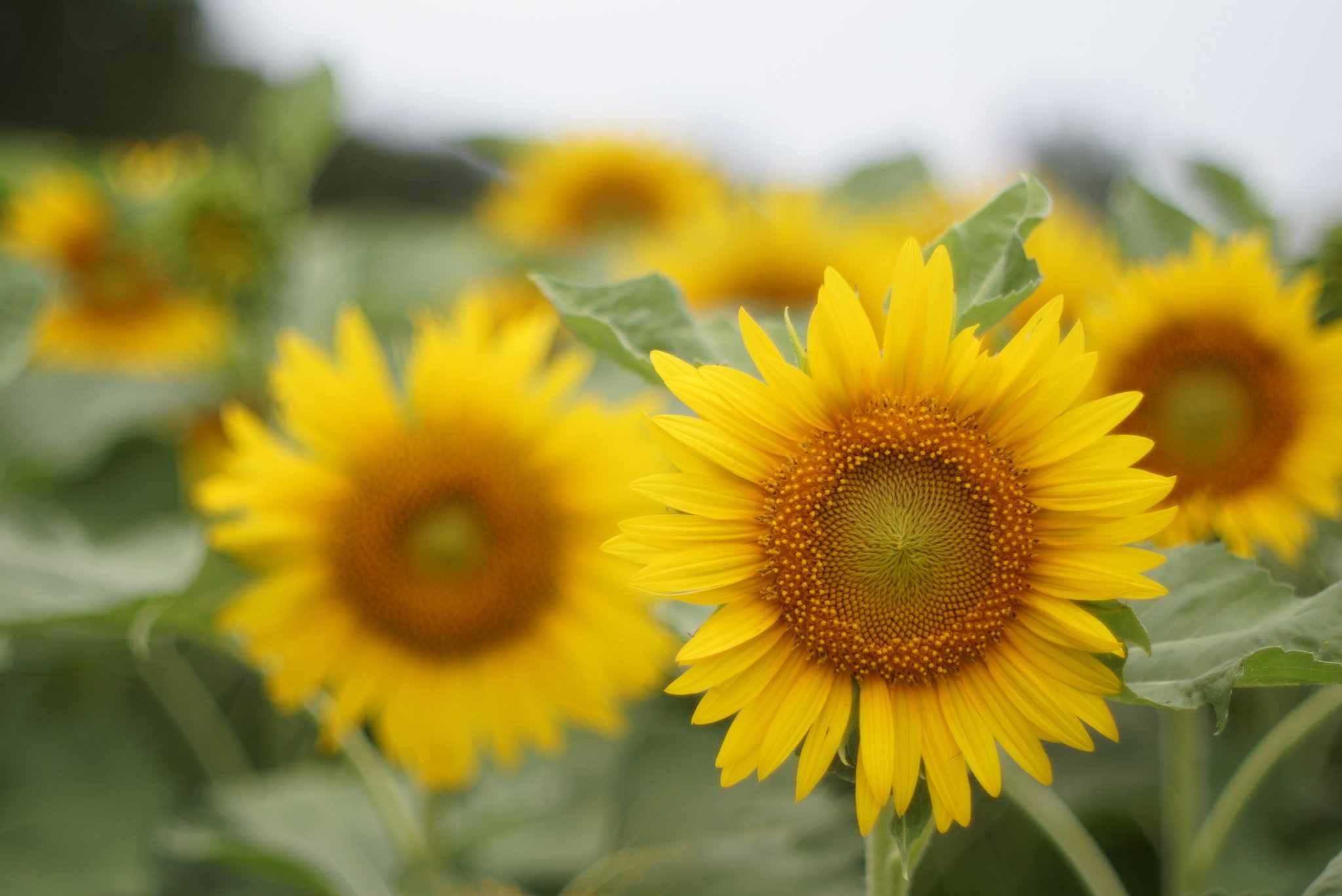 Download mobile wallpaper Nature, Flowers, Summer, Earth, Sunflower, Yellow Flower for free.