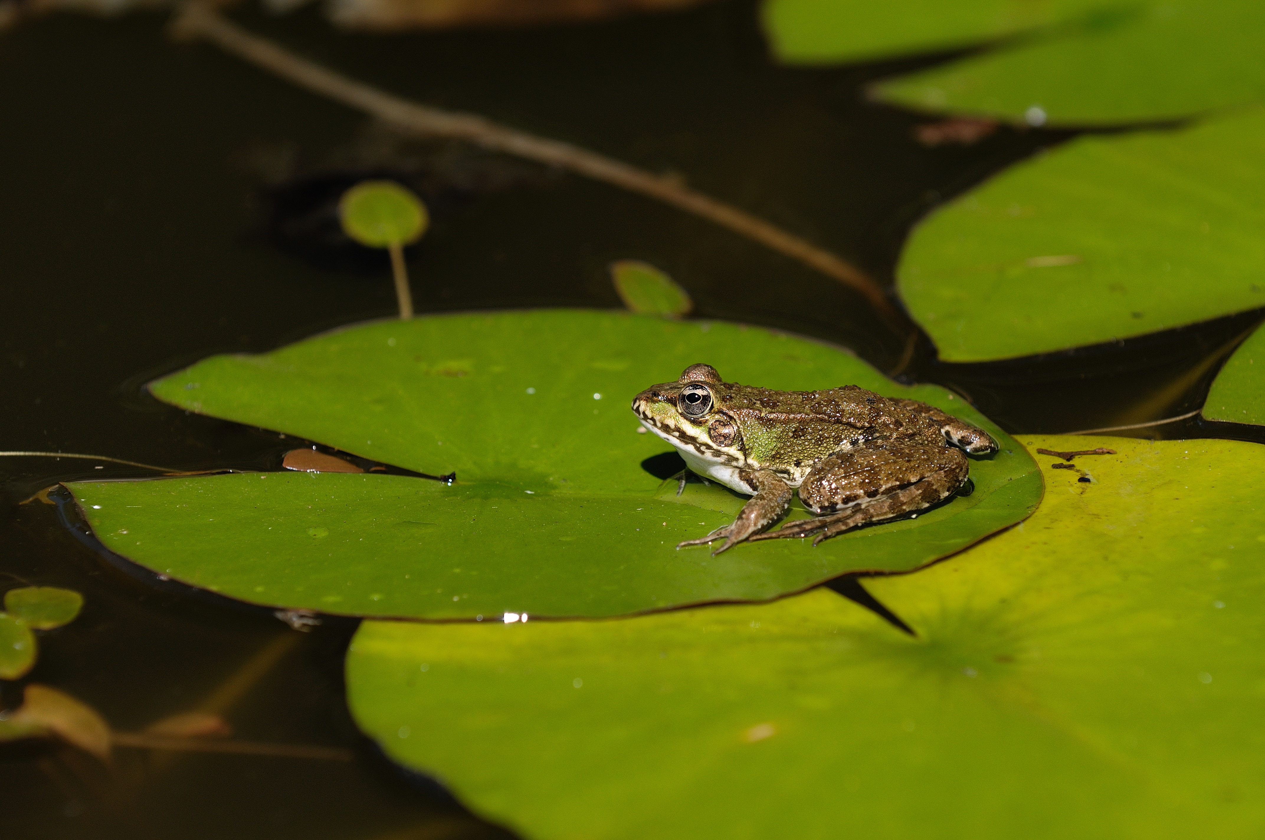 Free download wallpaper Frogs, Animal, Frog, Lily Pad on your PC desktop