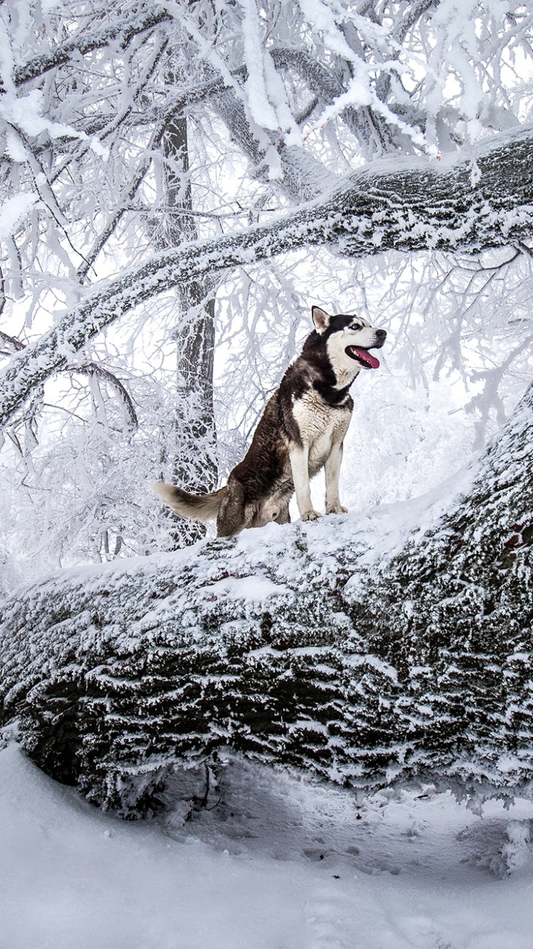 Download mobile wallpaper Winter, Dogs, Snow, Tree, Dog, Animal, Husky for free.