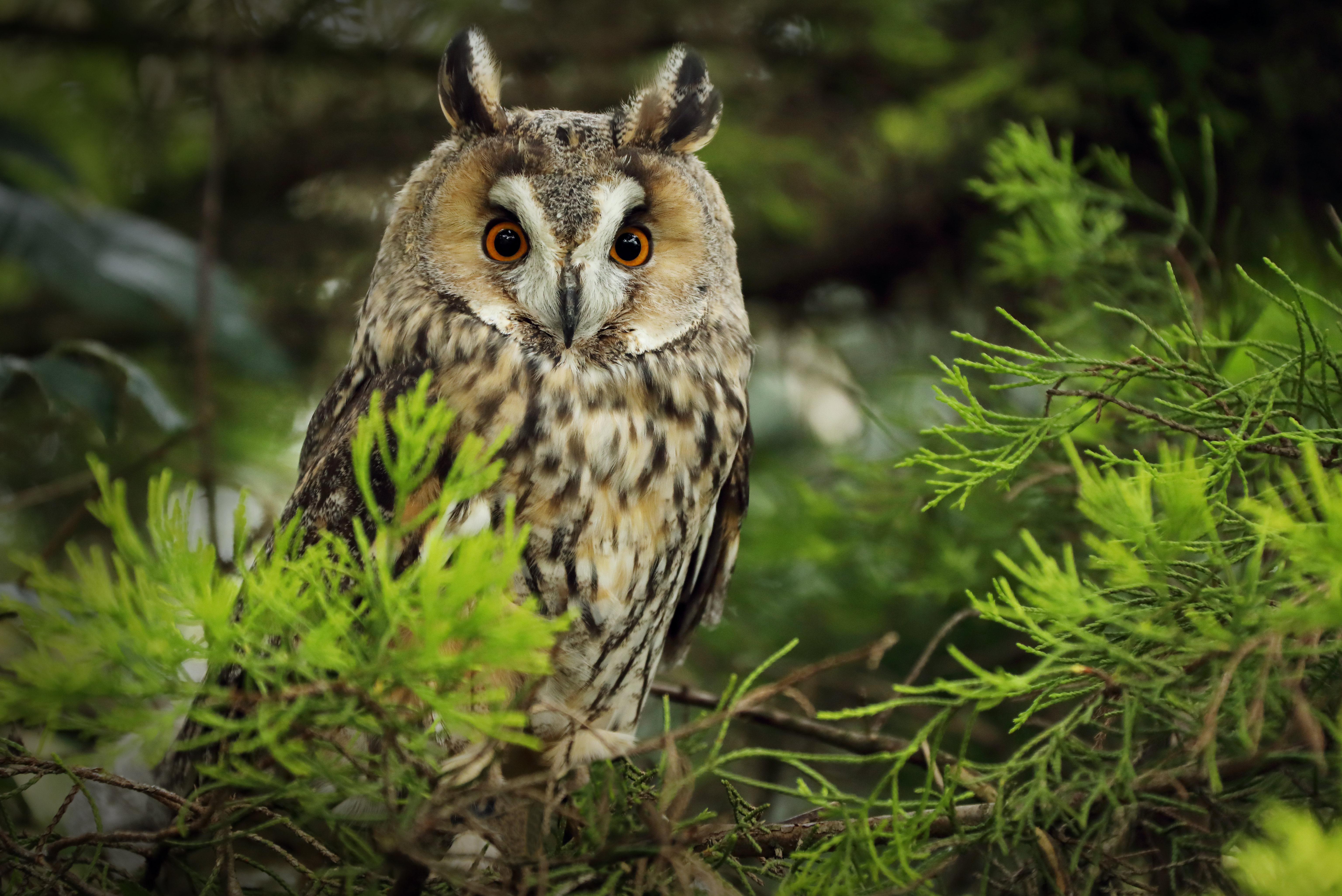 animals, needle, owl, branch, predator download HD wallpaper