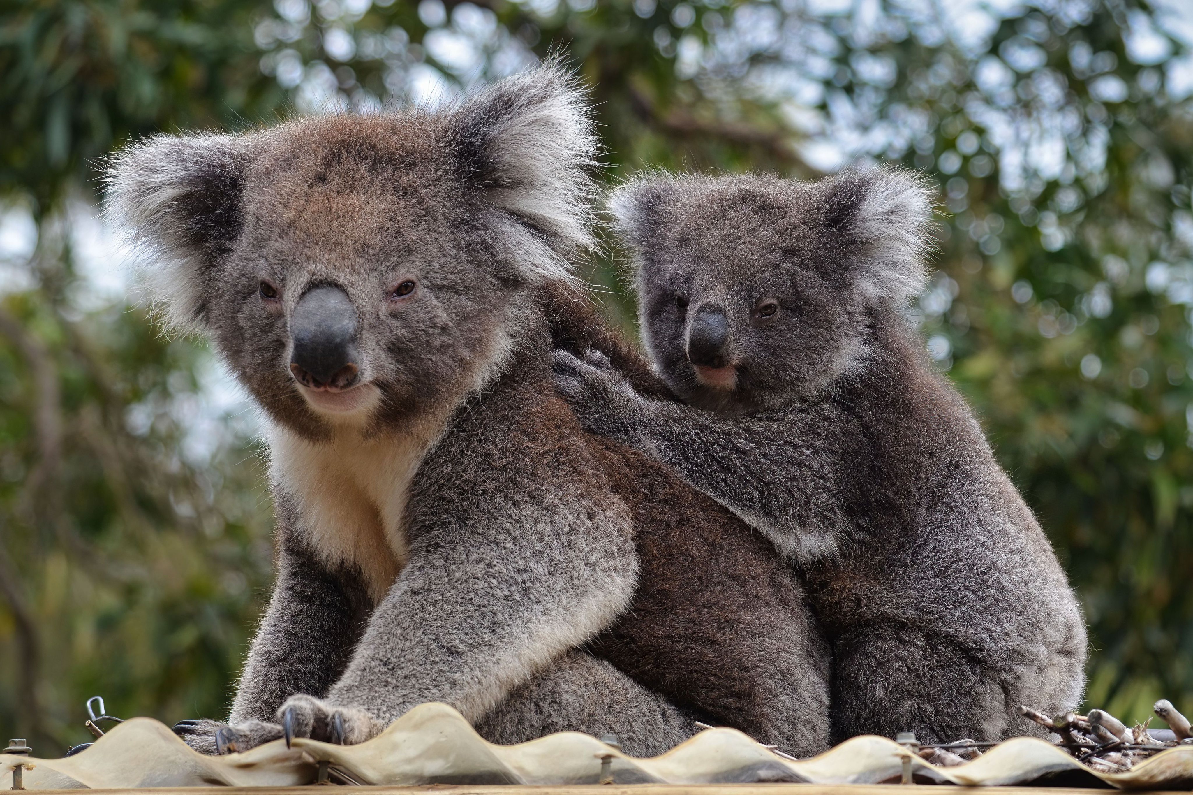 Download mobile wallpaper Fluffy, Animals, Animal, Grey, Koala, Wildlife for free.