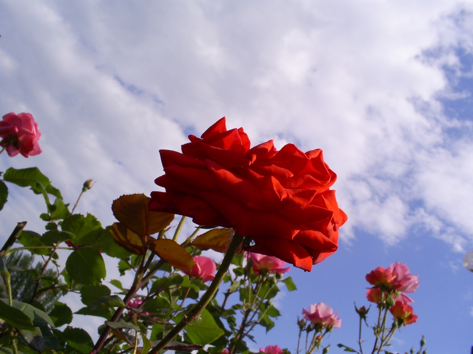 Скачать обои бесплатно Небо, Цветы, Растения, Розы картинка на рабочий стол ПК
