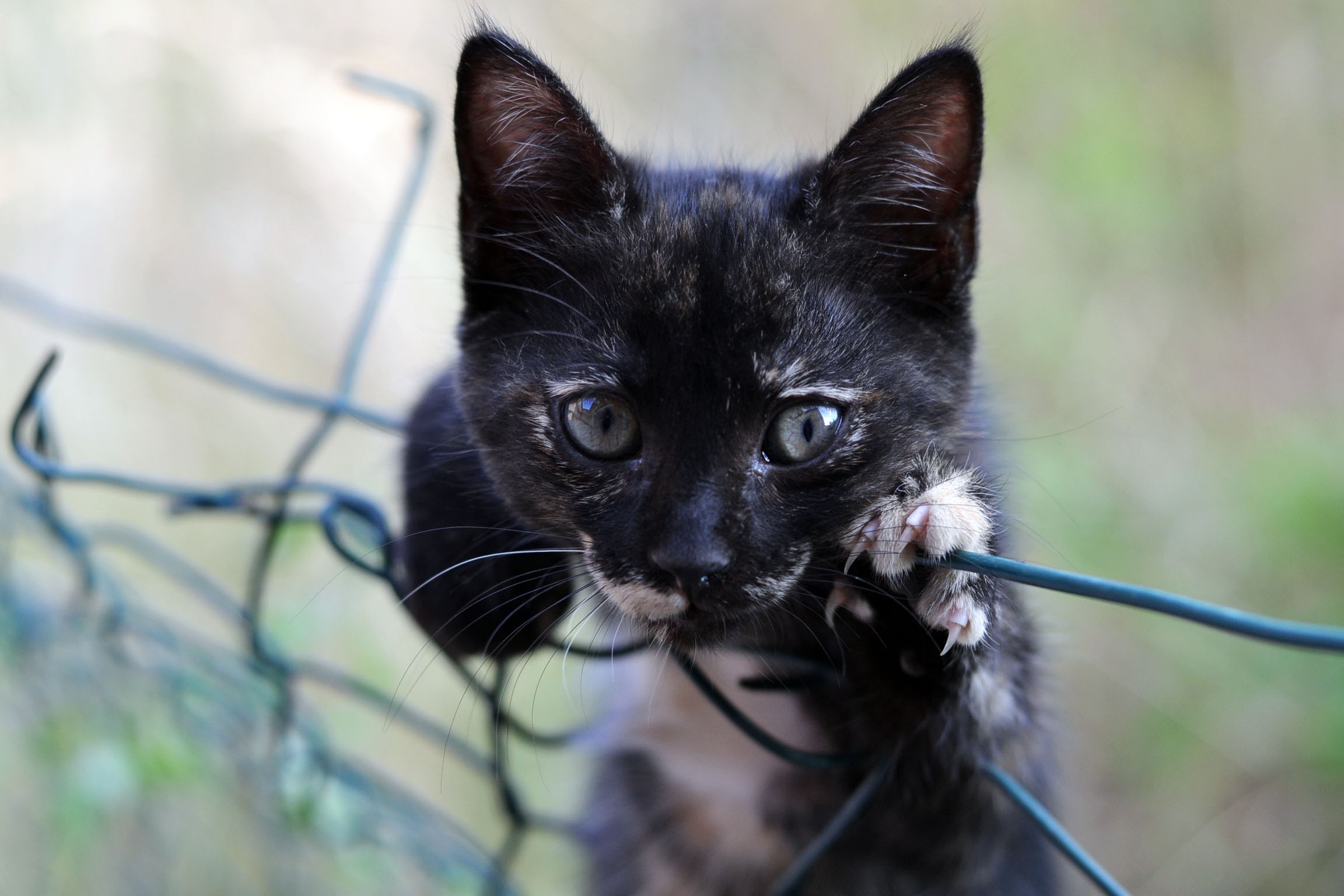 Descarga gratis la imagen Animales, Gatos, Gato, Gatito, Bebe Animal en el escritorio de tu PC