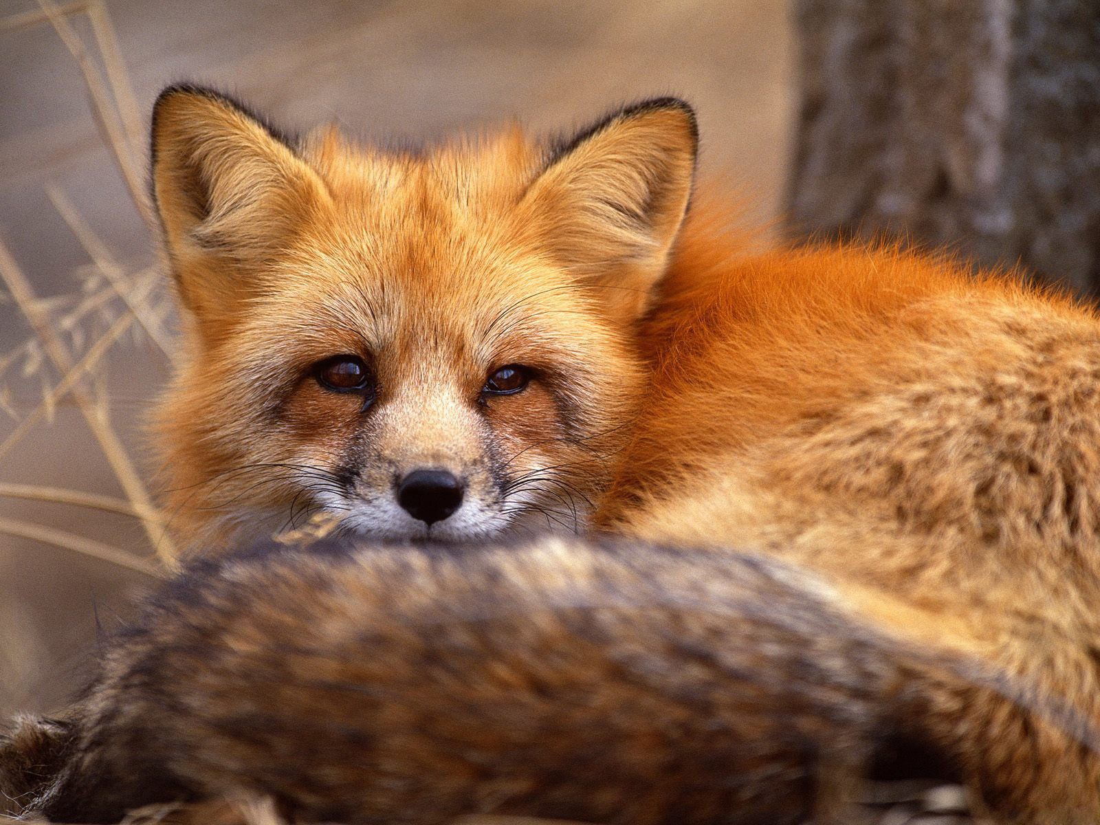 fox, animals, grass, to lie down, lie, muzzle, wool Full HD