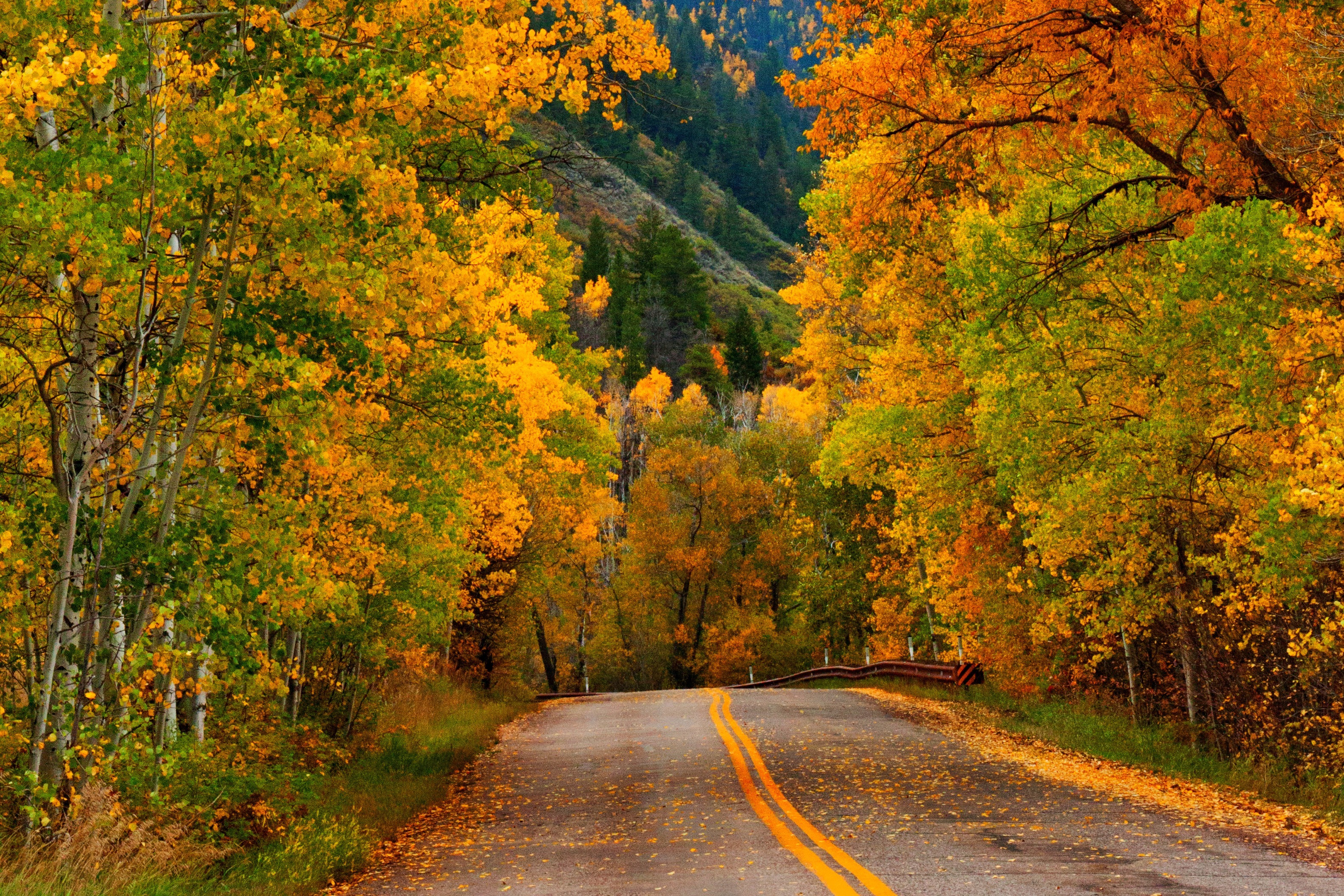 Download mobile wallpaper Mountain, Road, Forest, Fall, Man Made for free.