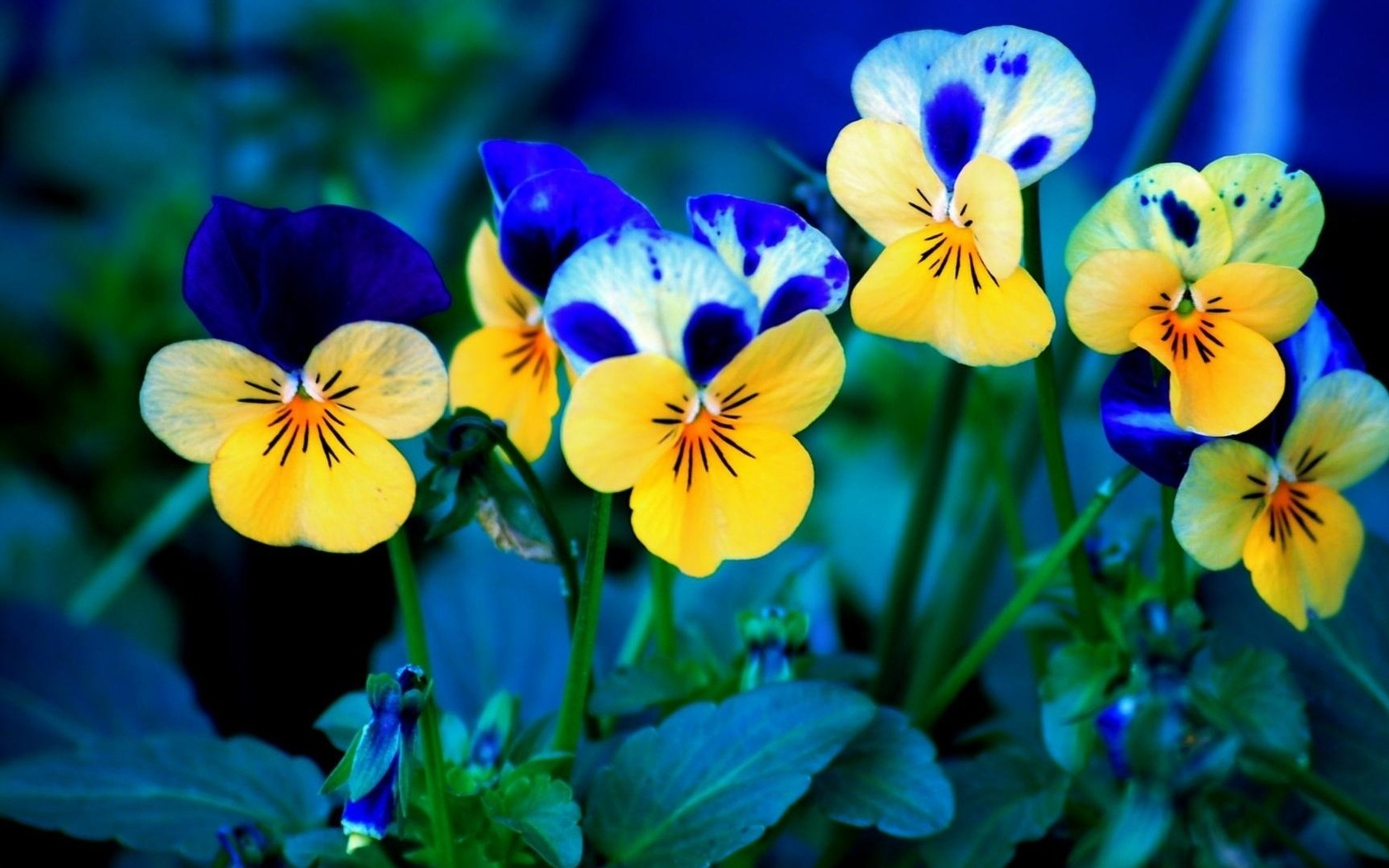 Download mobile wallpaper Flower, Earth, Pansy for free.