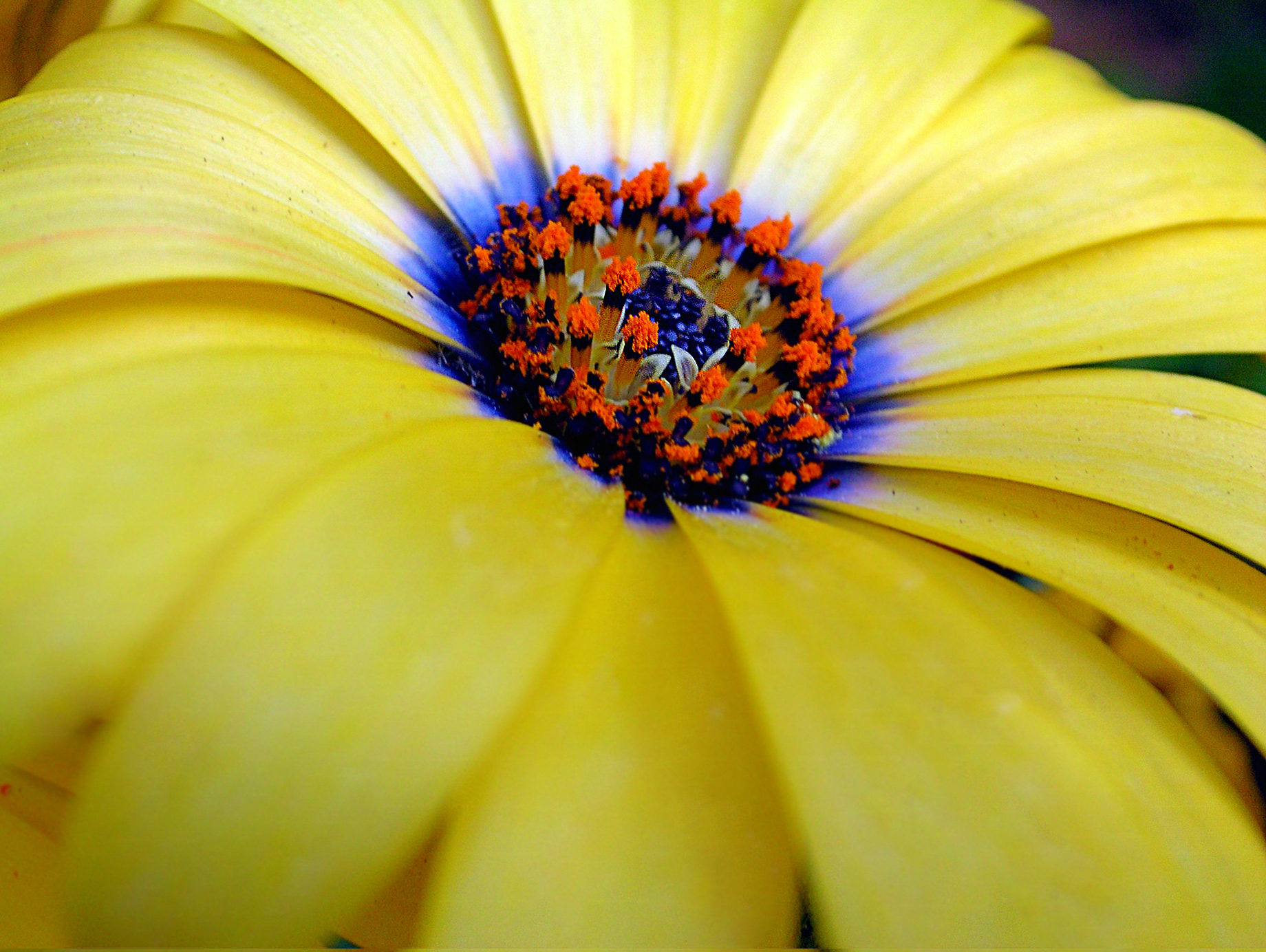 Free download wallpaper Flowers, Close Up, Earth, Daisy, Yellow Flower on your PC desktop