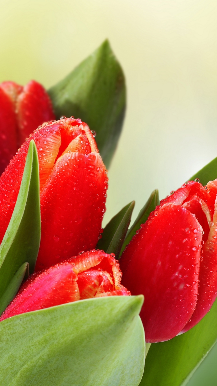 Download mobile wallpaper Flowers, Earth, Tulip for free.