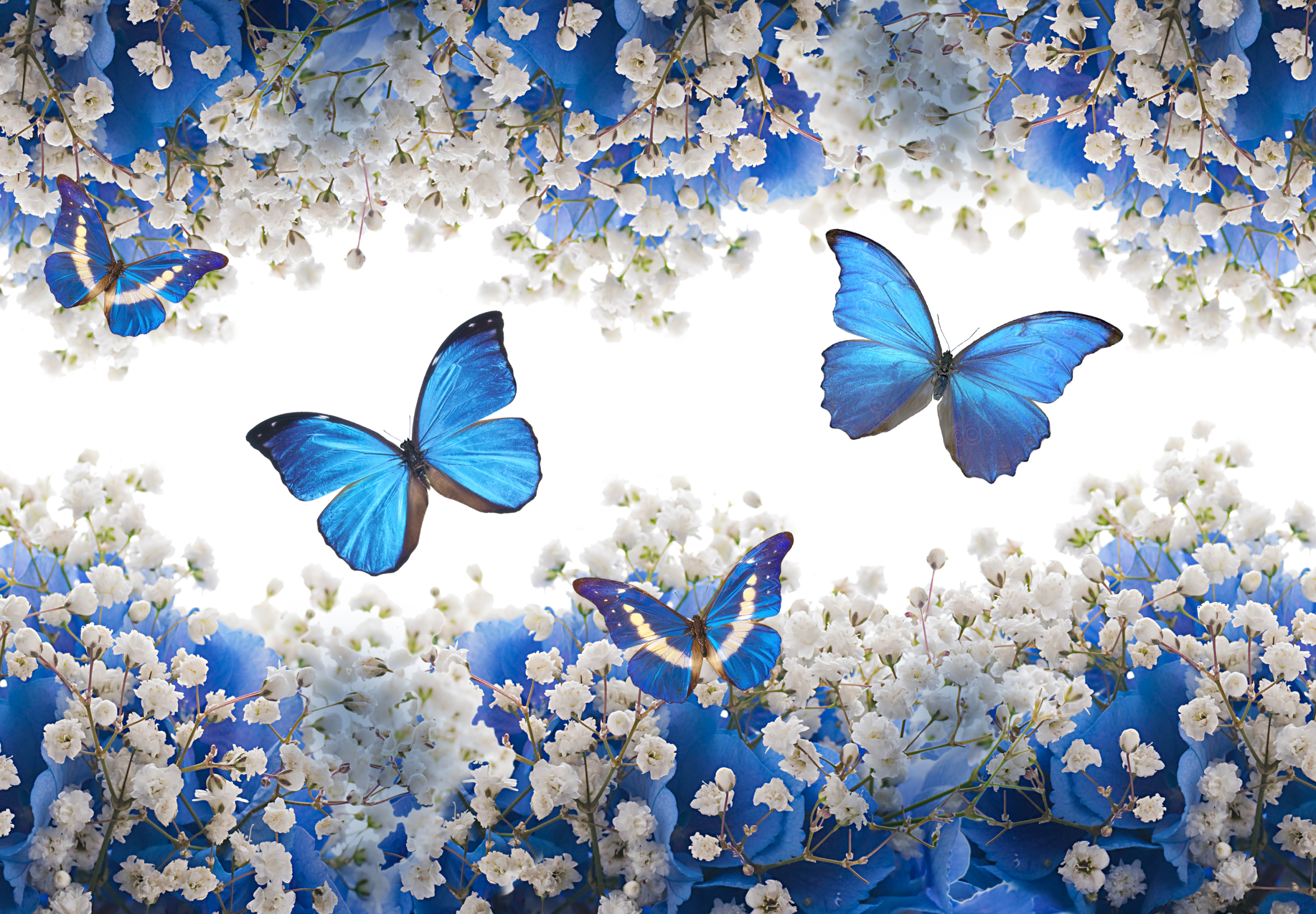 Laden Sie das Blume, Schmetterling, Weiße Blume, Künstlerisch-Bild kostenlos auf Ihren PC-Desktop herunter