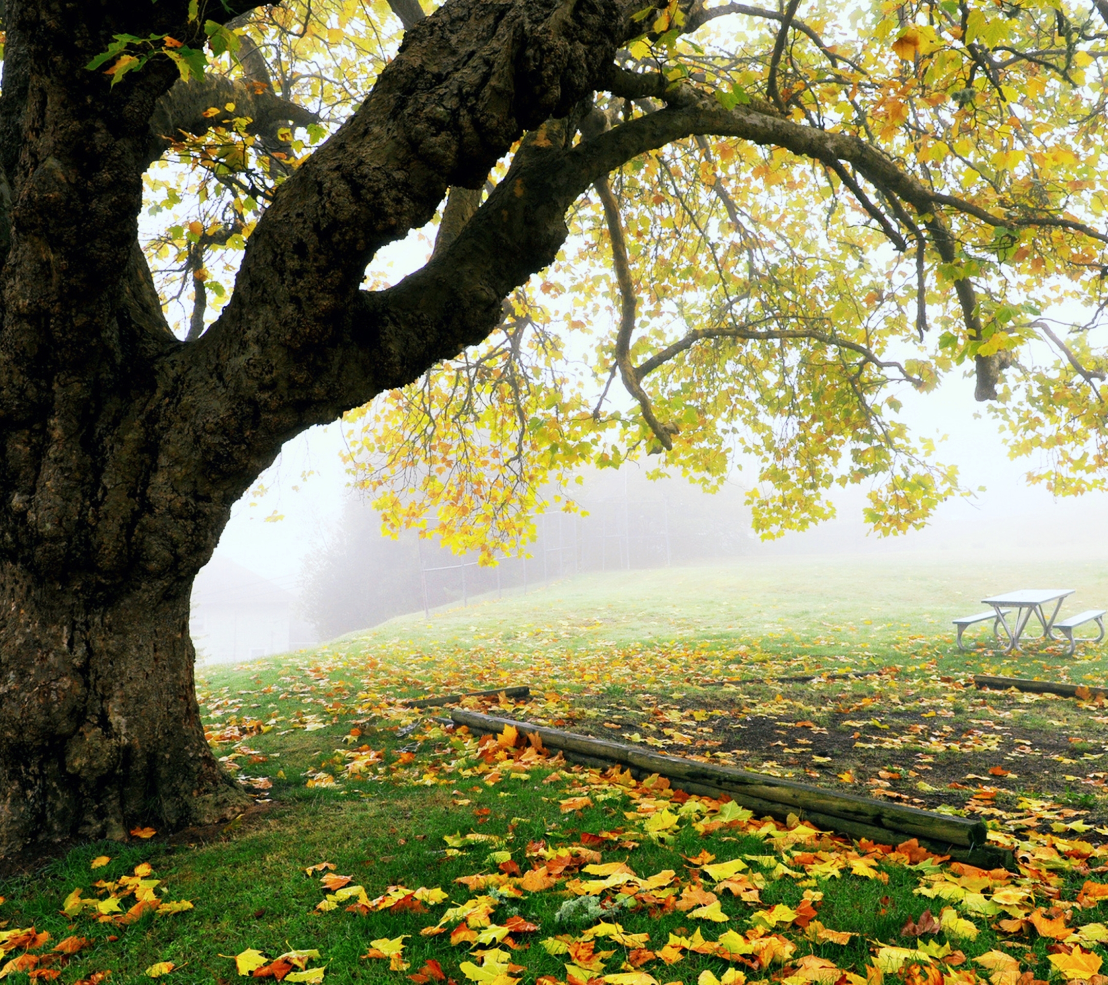 Download mobile wallpaper Nature, Trees, Park, Tree, Fog, Leaf, Fall, Earth for free.