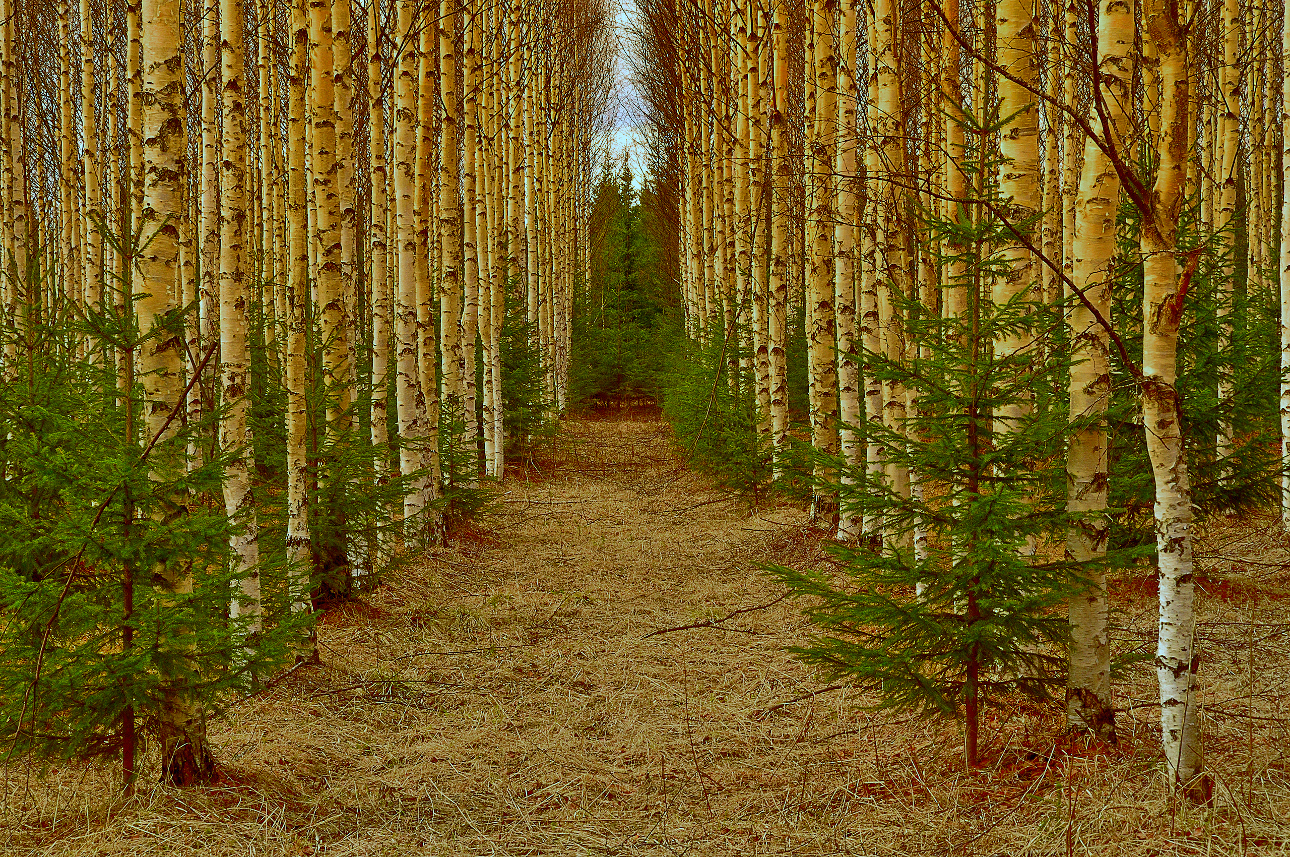Download mobile wallpaper Forest, Earth, Path, Birch for free.