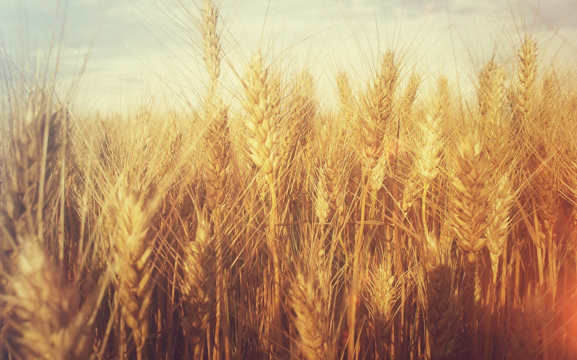 Скачати мобільні шпалери Пшениця, Земля безкоштовно.