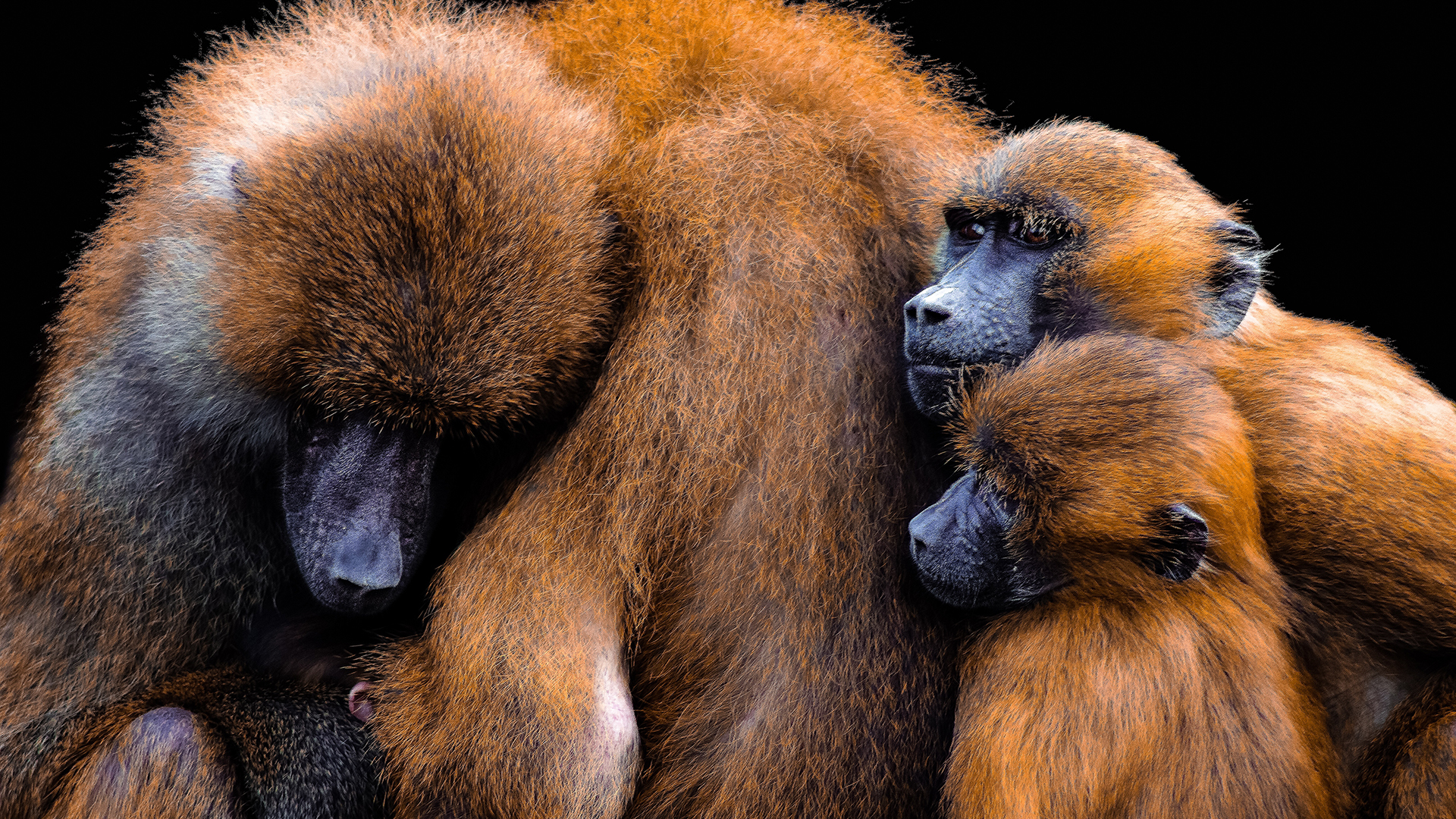 397347 descargar fondo de pantalla animales, babuino de oliva, bebe animal, parejas, mono, primate, monos: protectores de pantalla e imágenes gratis