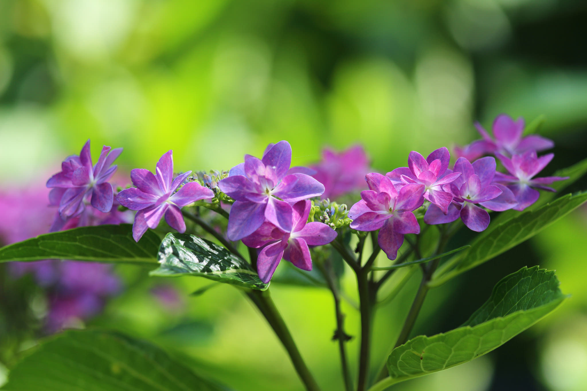 Free download wallpaper Flowers, Flower, Macro, Earth, Hydrangea on your PC desktop