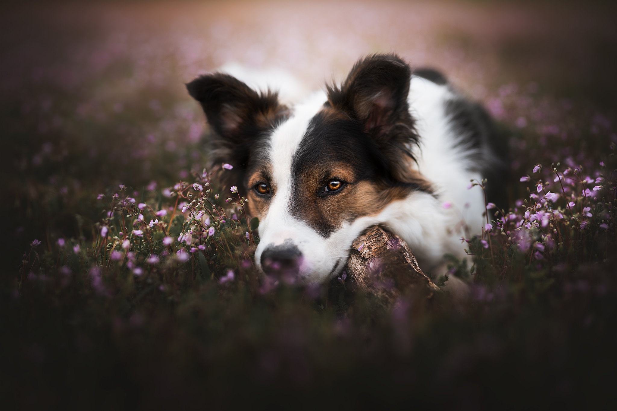 Handy-Wallpaper Tiere, Hunde, Hund, Australischer Hirte kostenlos herunterladen.