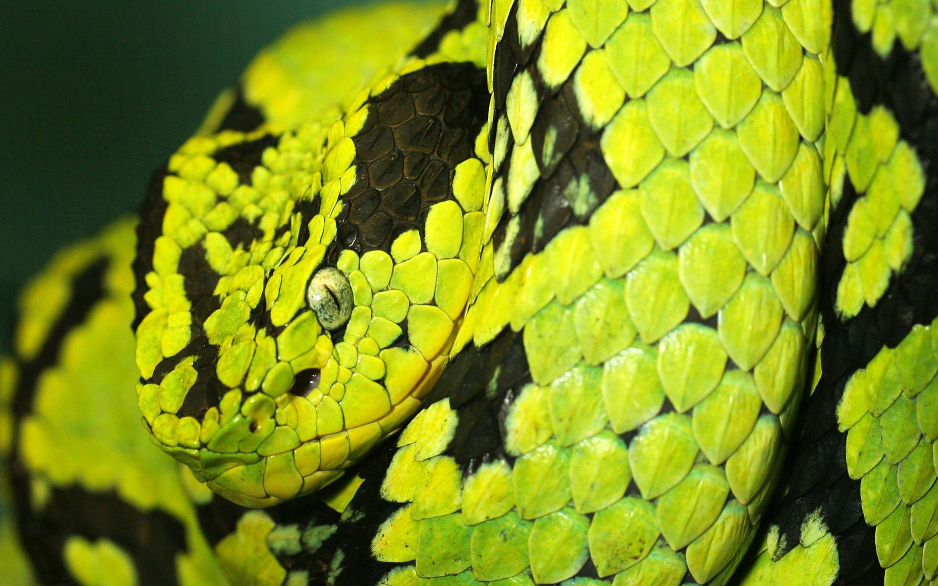 Download mobile wallpaper Snake, Reptiles, Animal for free.