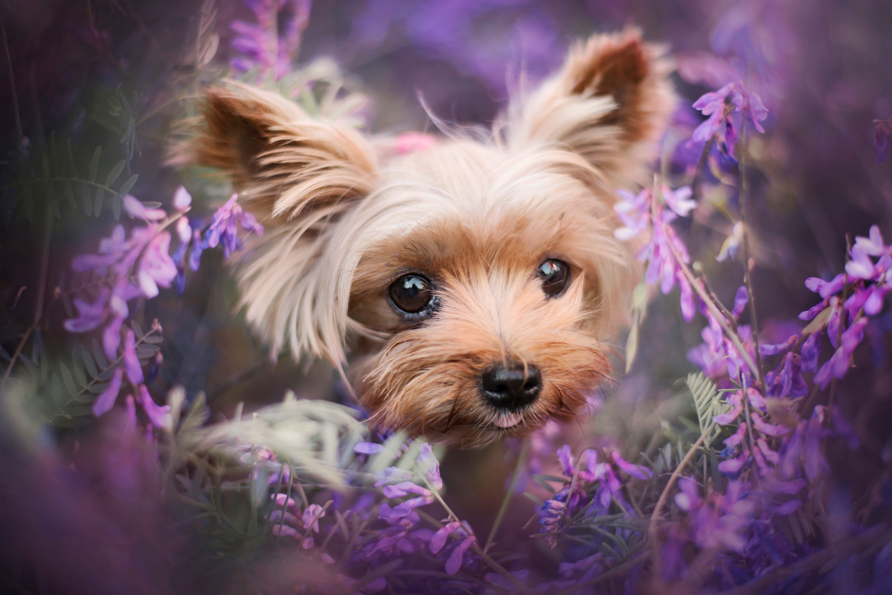 PCデスクトップに動物, 犬, ヨークシャーテリア, 紫色の花画像を無料でダウンロード