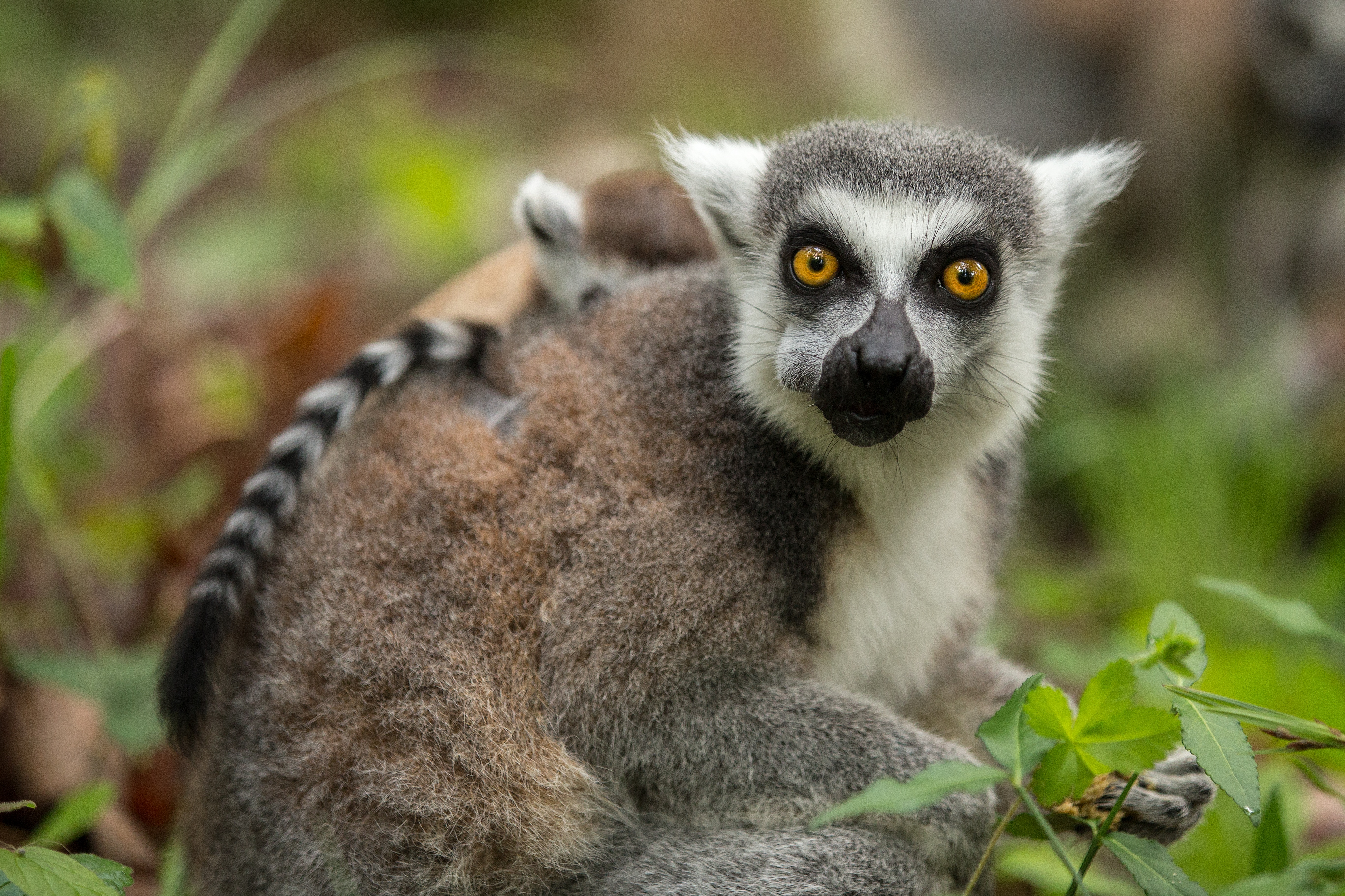 animals, food, grass, young, lemur, joey for android