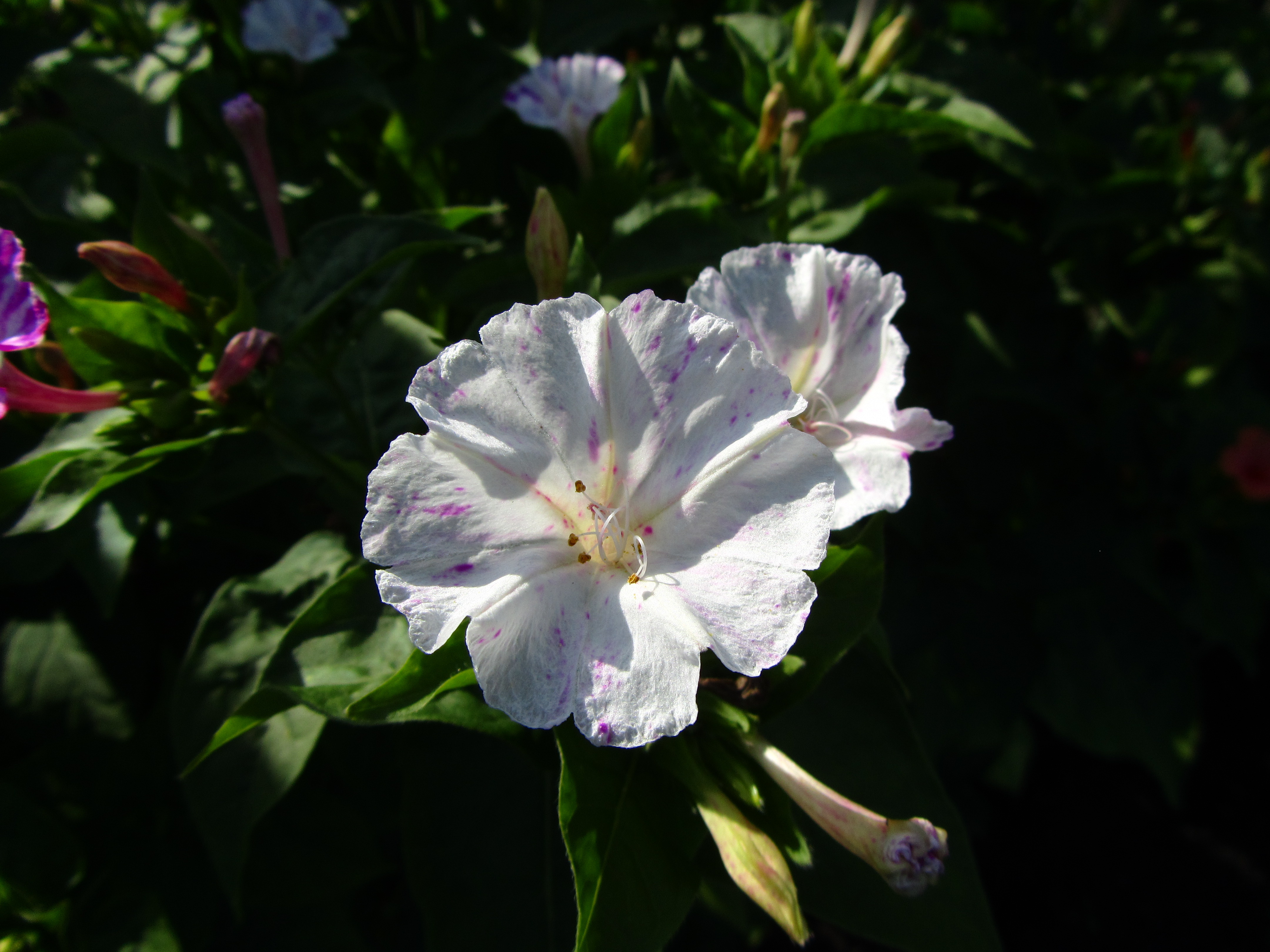 Laden Sie das Blumen, Blume, Erde/natur-Bild kostenlos auf Ihren PC-Desktop herunter