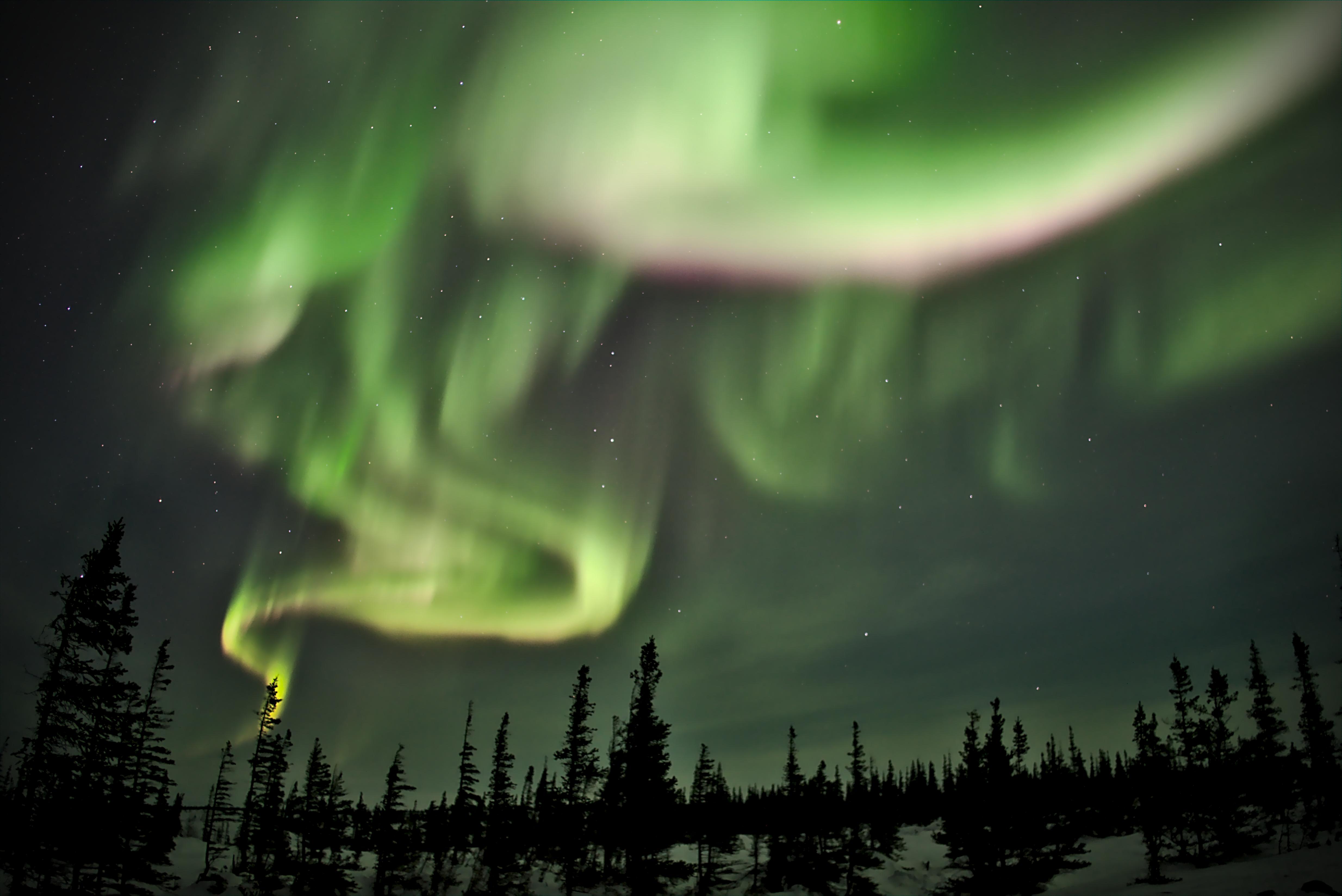 aurora borealis, nature, trees, night, shining, spruce, fir, northern lights