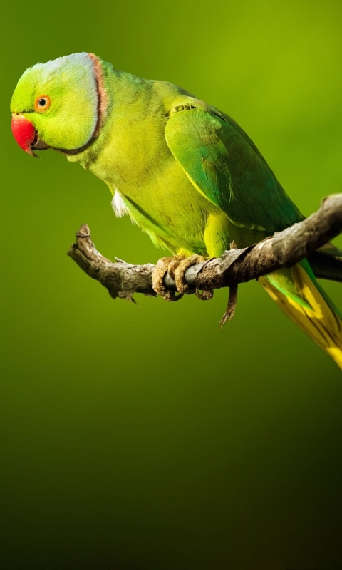 Download mobile wallpaper Birds, Bird, Animal, Parrot, Rose Ringed Parakeet for free.