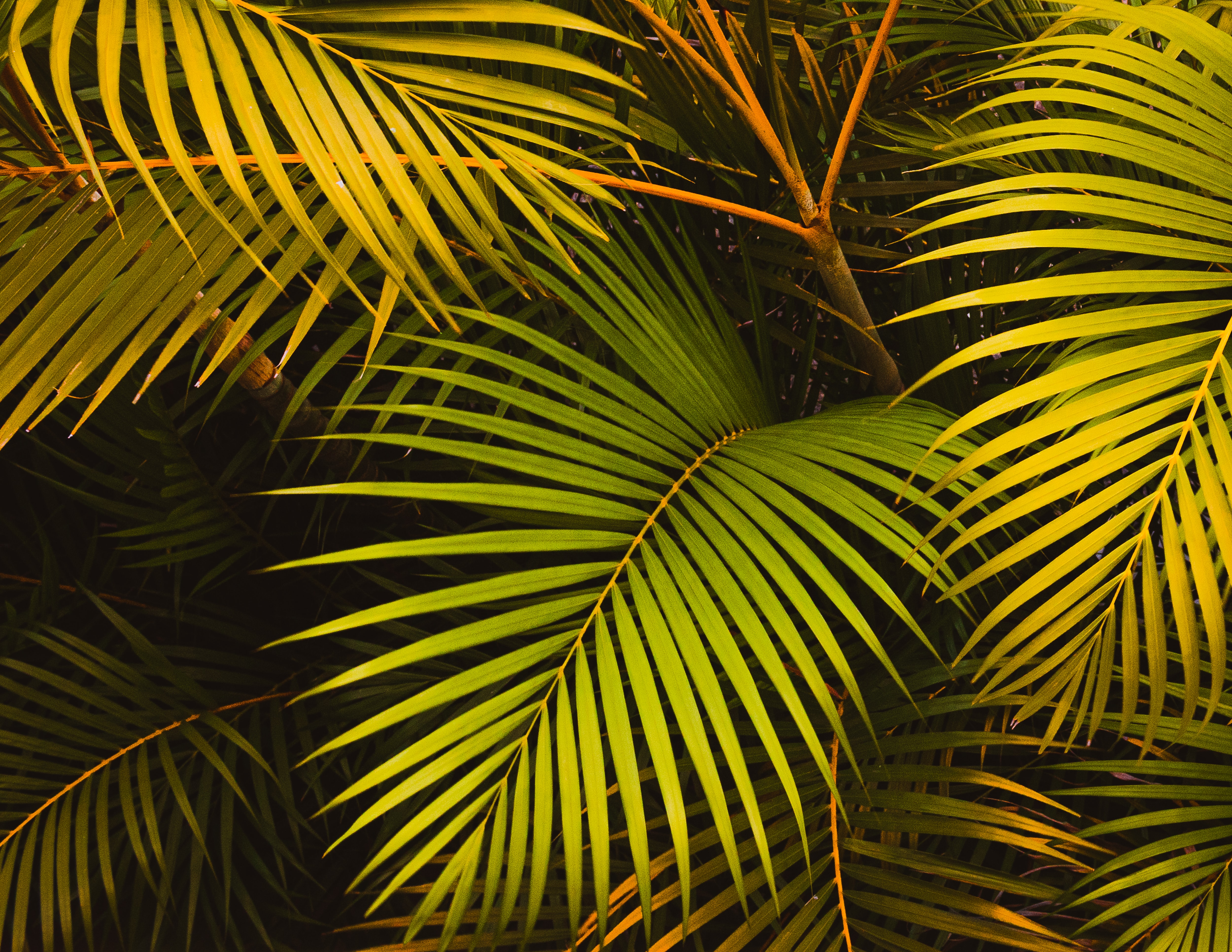 Download mobile wallpaper Palm, Leaves, Nature for free.